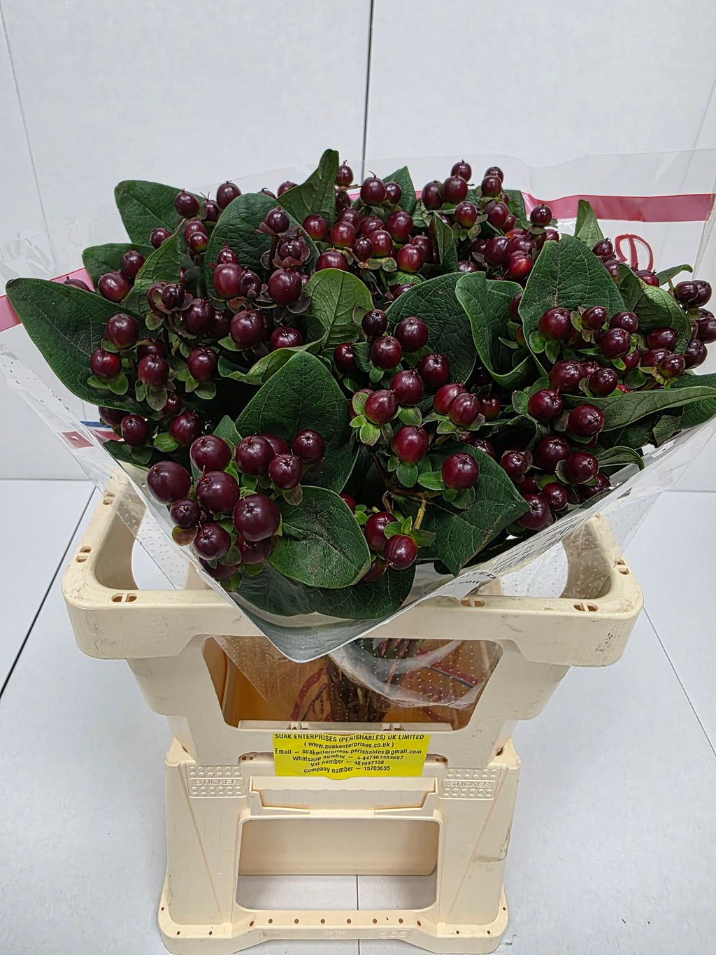 Farm Fresh Hypercium Globo Burgandy (Bunch of 25stems, Length 60cm)