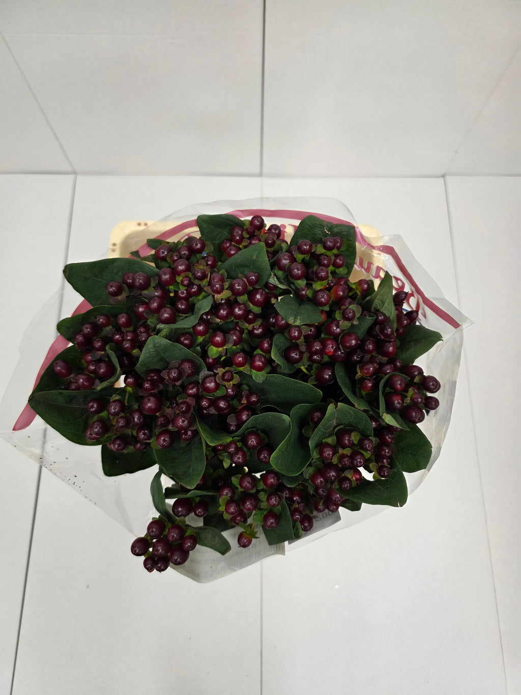 Farm Fresh Hypercium Globo Burgandy (Bunch of 25stems, Length 60cm)