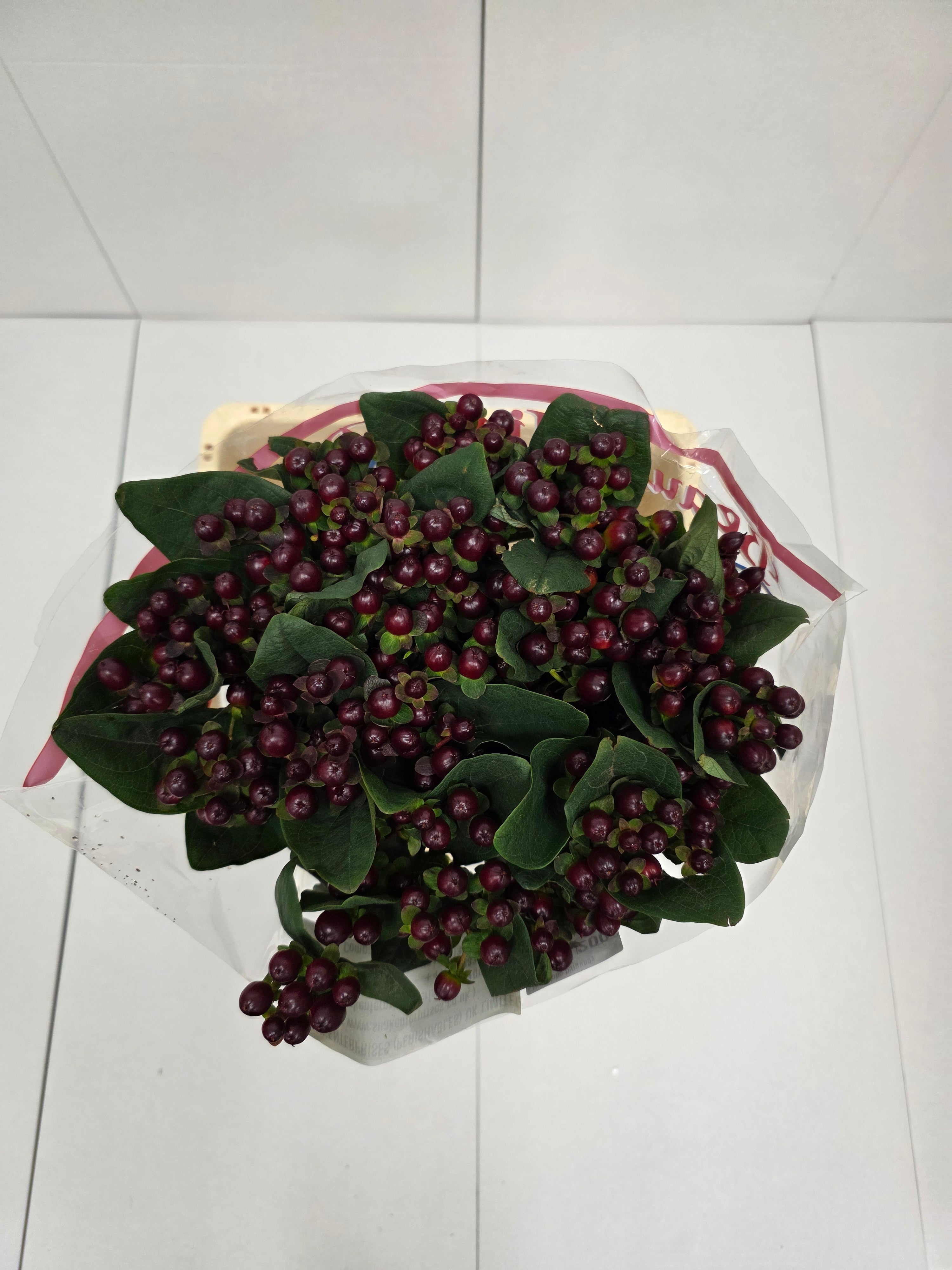 Farm Fresh Hypercium Globo Burgandy (Bunch of 25stems, Length 60cm)