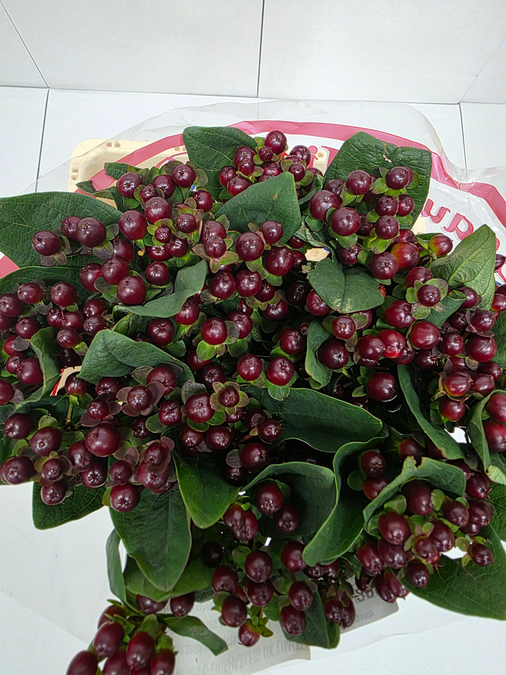 Farm Fresh Hypercium Globo Burgandy (Bunch of 25stems, Length 60cm)