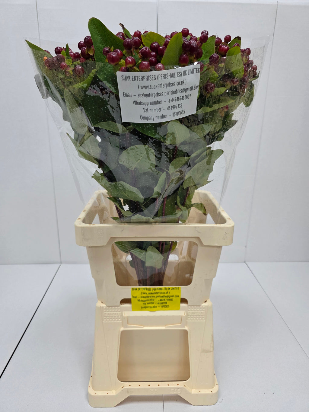 Farm Fresh Hypercium Mag Cherry(Bunch of 25stems, Length 70cm)