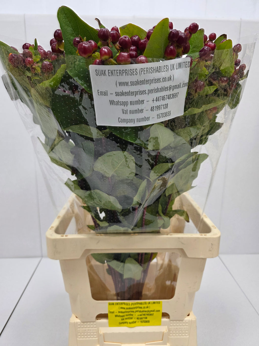 Farm Fresh Hypercium Mag Cherry(Bunch of 25stems, Length 70cm)