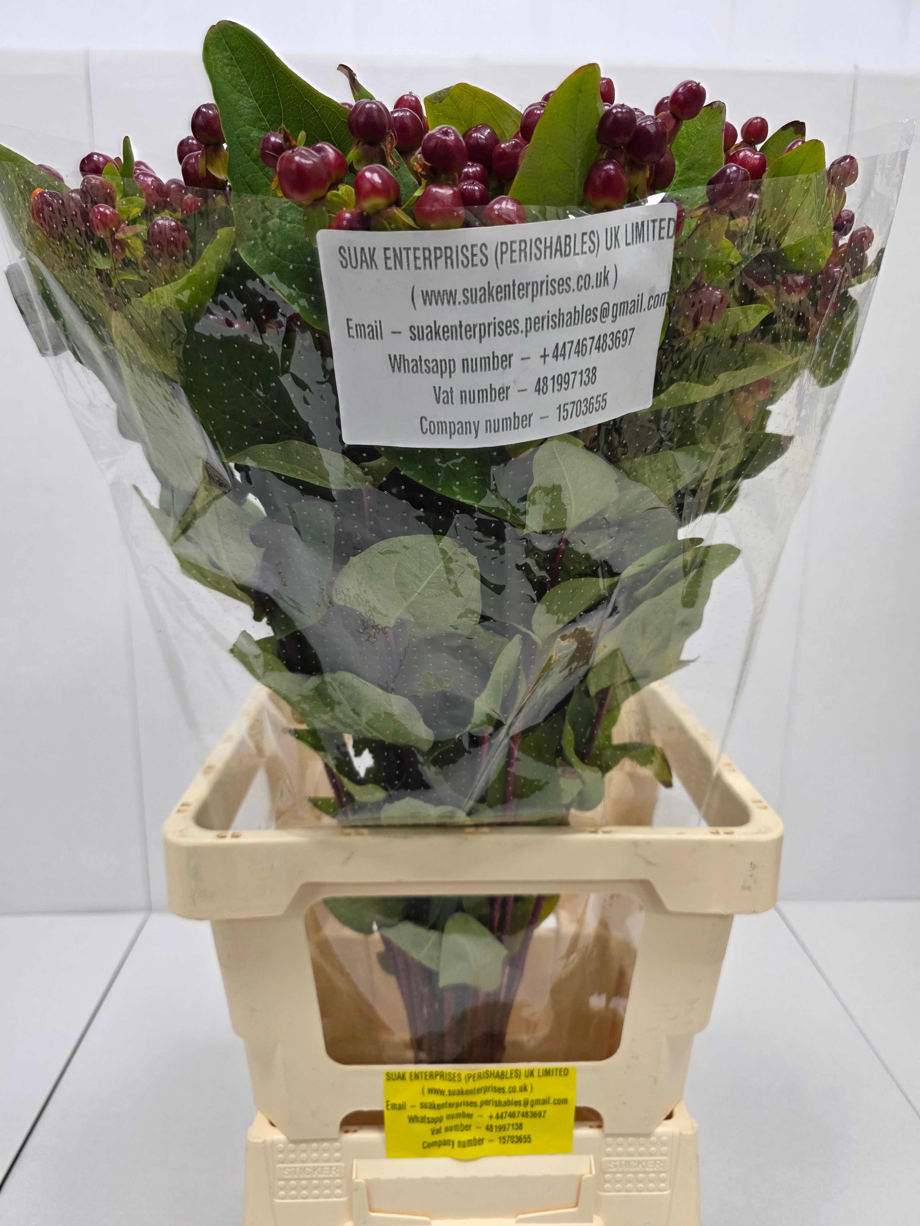 Farm Fresh Hypercium Mag Cherry(Bunch of 25stems, Length 70cm)