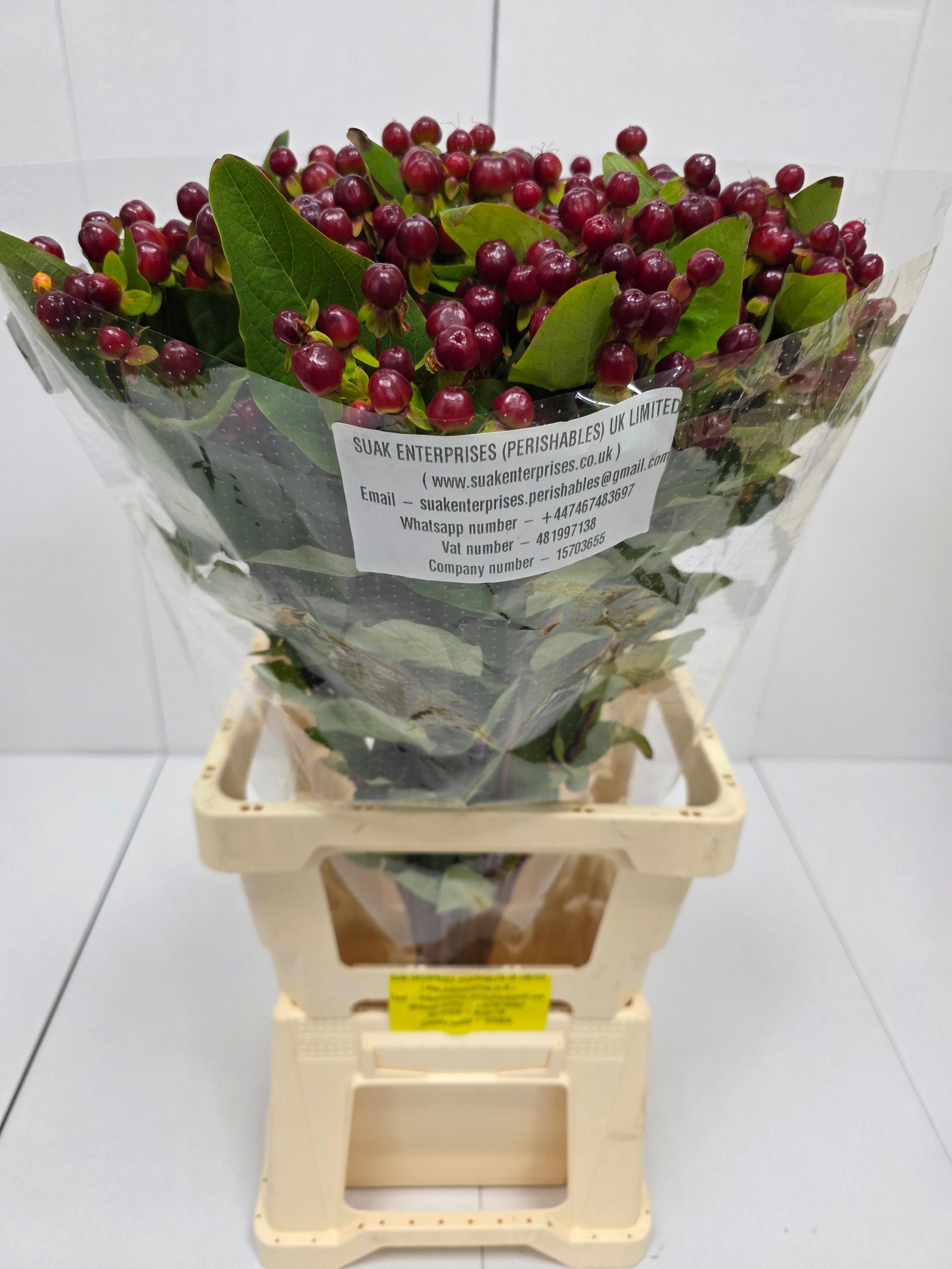 Farm Fresh Hypercium Mag Cherry(Bunch of 25stems, Length 70cm)