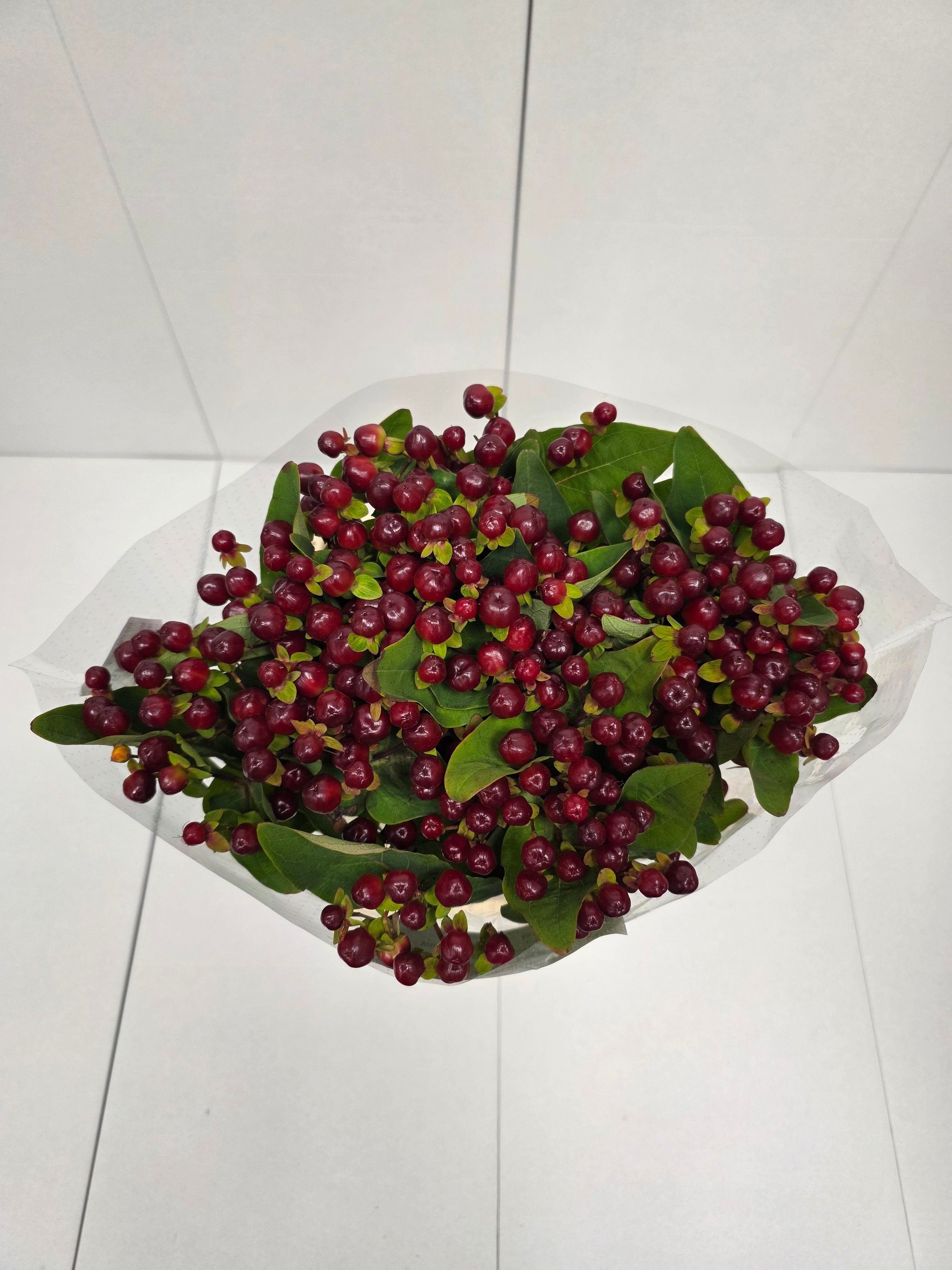 Farm Fresh Hypercium Mag Cherry(Bunch of 25stems, Length 70cm)