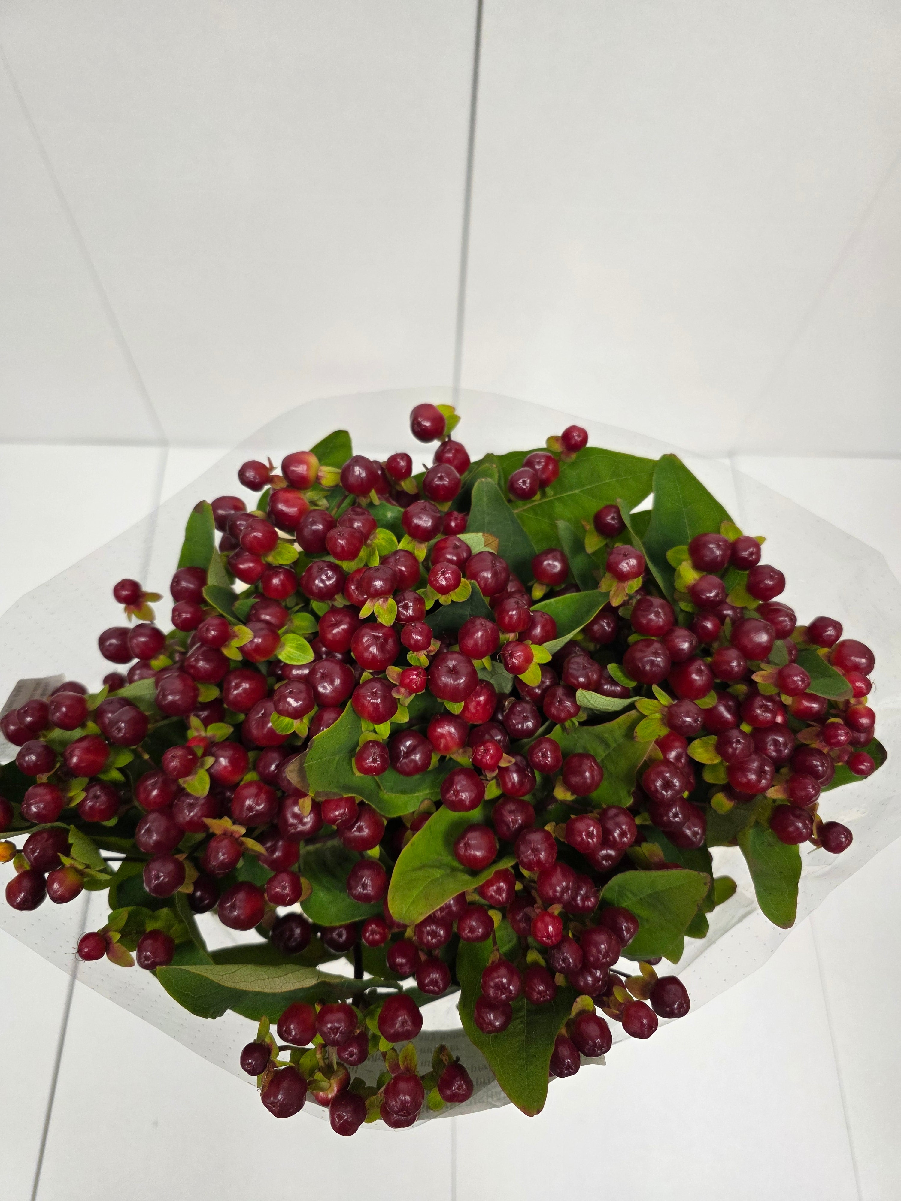Farm Fresh Hypercium Mag Cherry(Bunch of 25stems, Length 70cm)