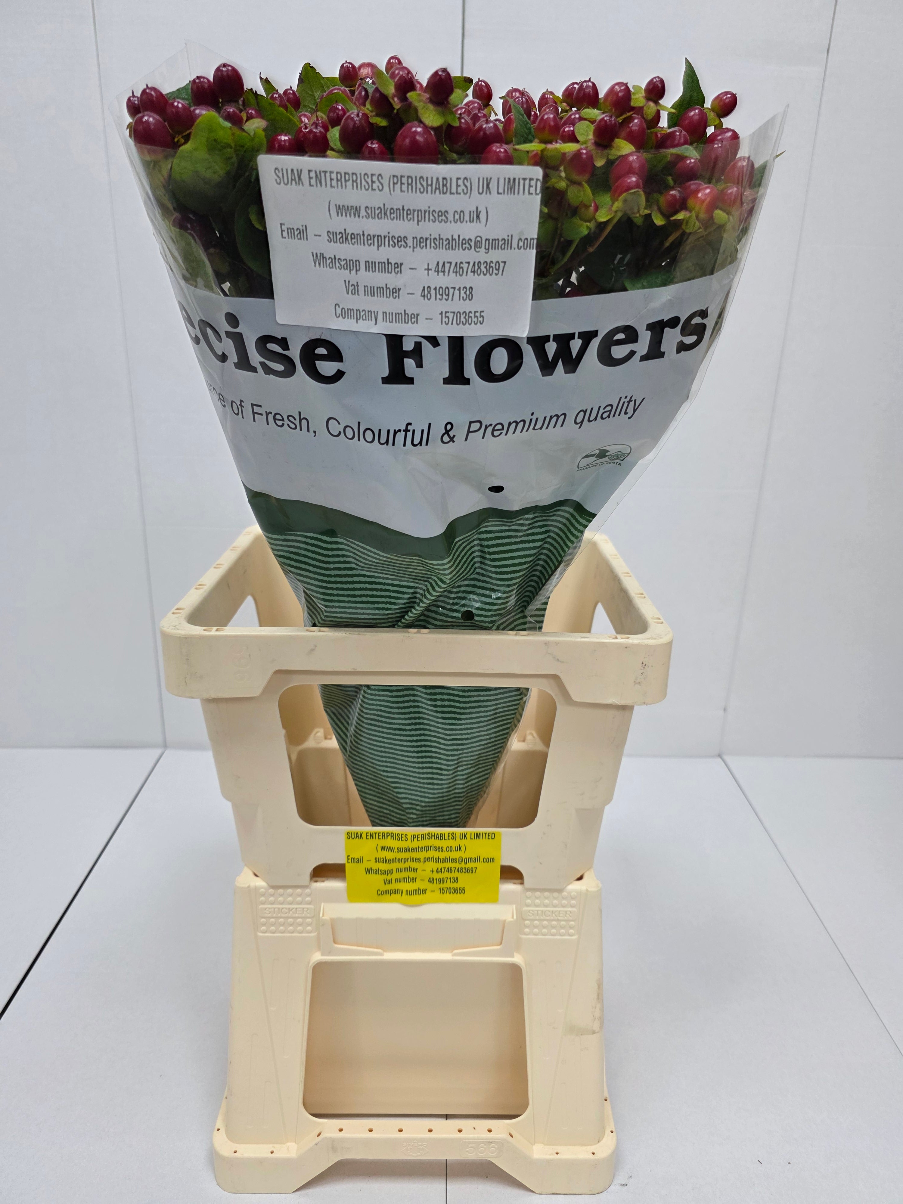 Farm Fresh Hypercium Mag Seasons (Bunch of 25stems, Length 70cm)