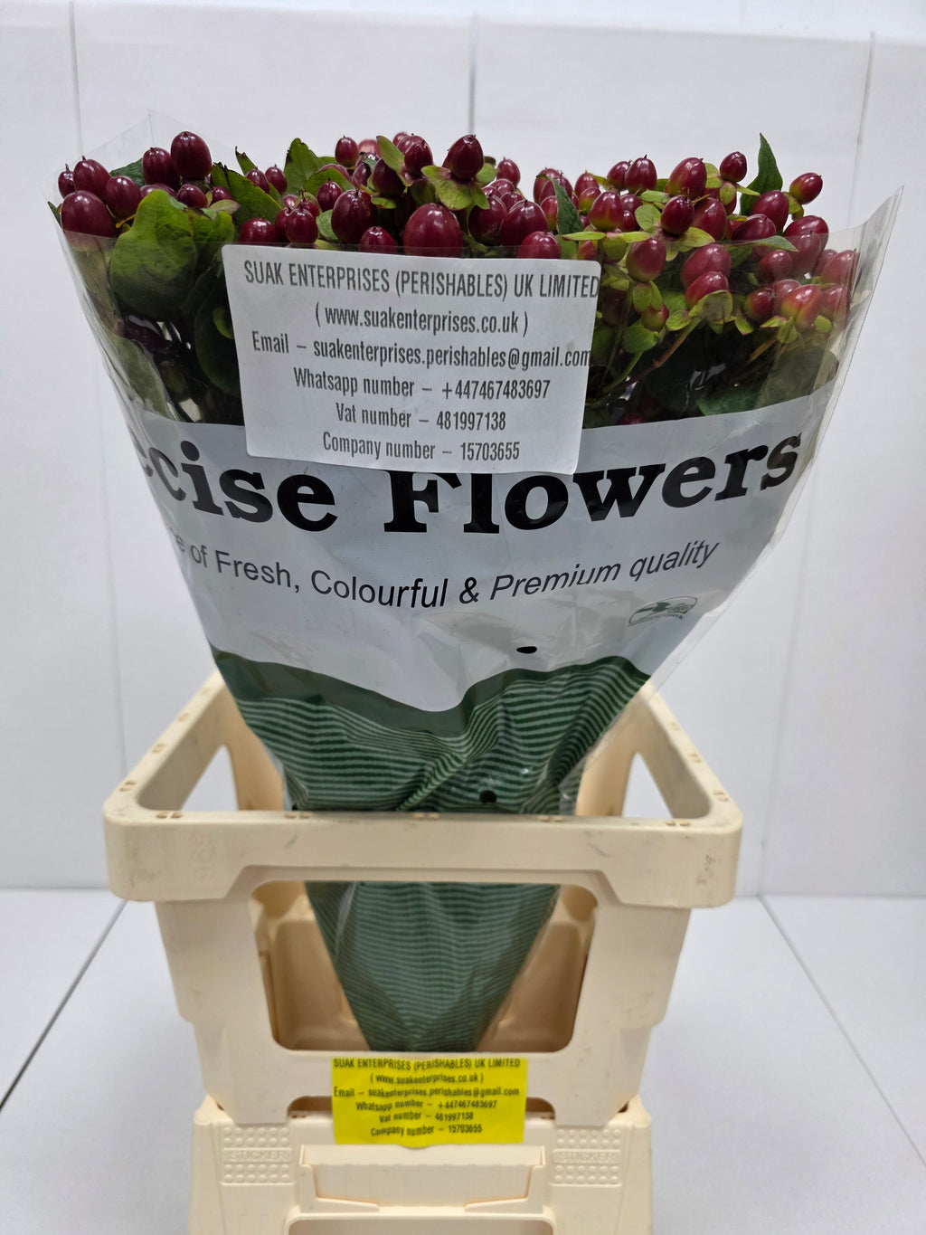 Farm Fresh Hypercium Mag Seasons (Bunch of 25stems, Length 70cm)