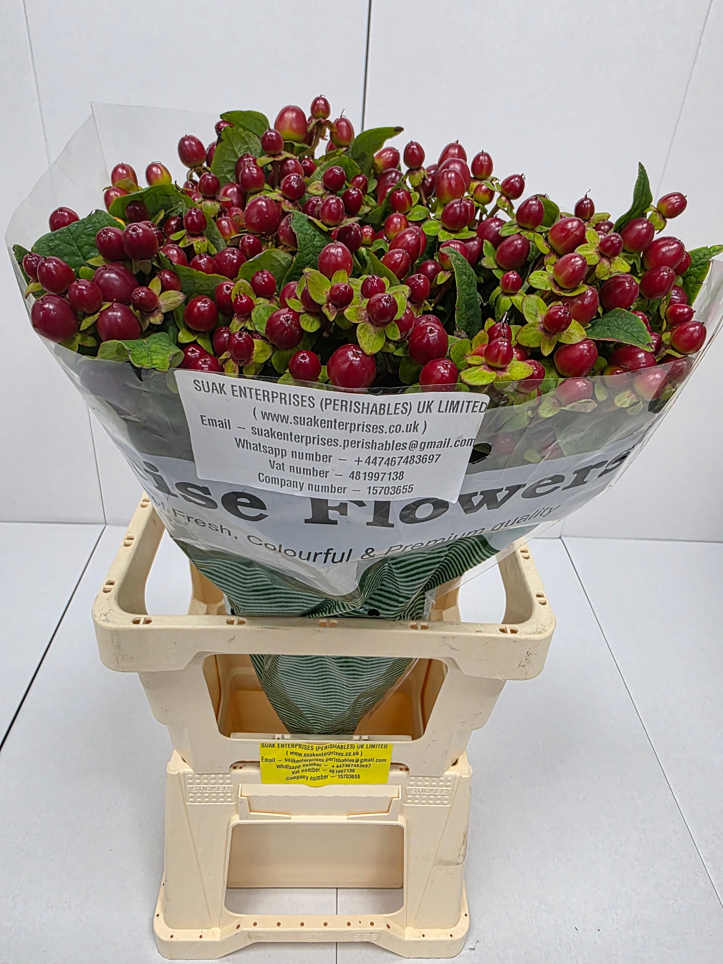 Farm Fresh Hypercium Mag Seasons (Bunch of 25stems, Length 70cm)