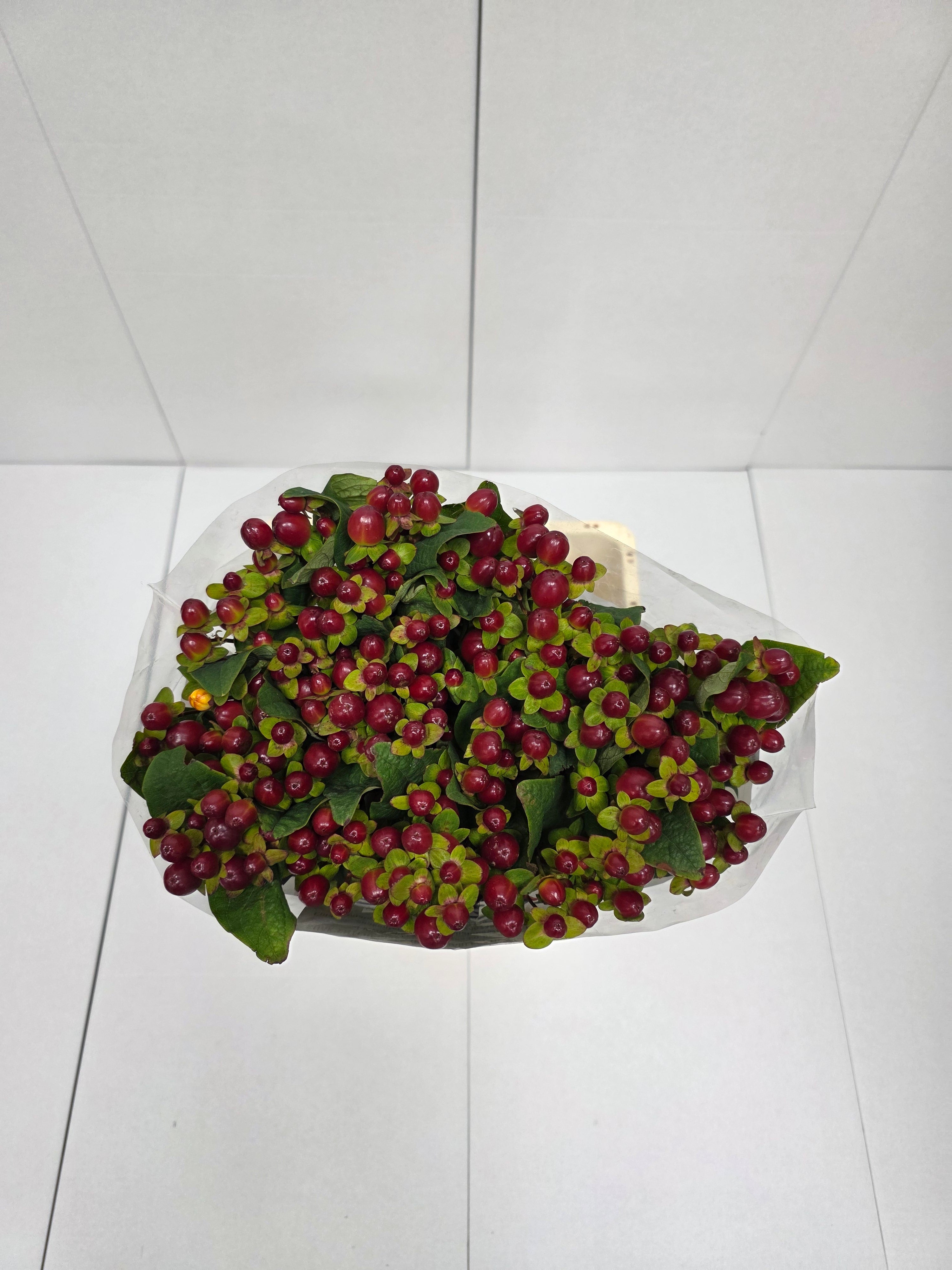 Farm Fresh Hypercium Mag Seasons (Bunch of 25stems, Length 70cm)