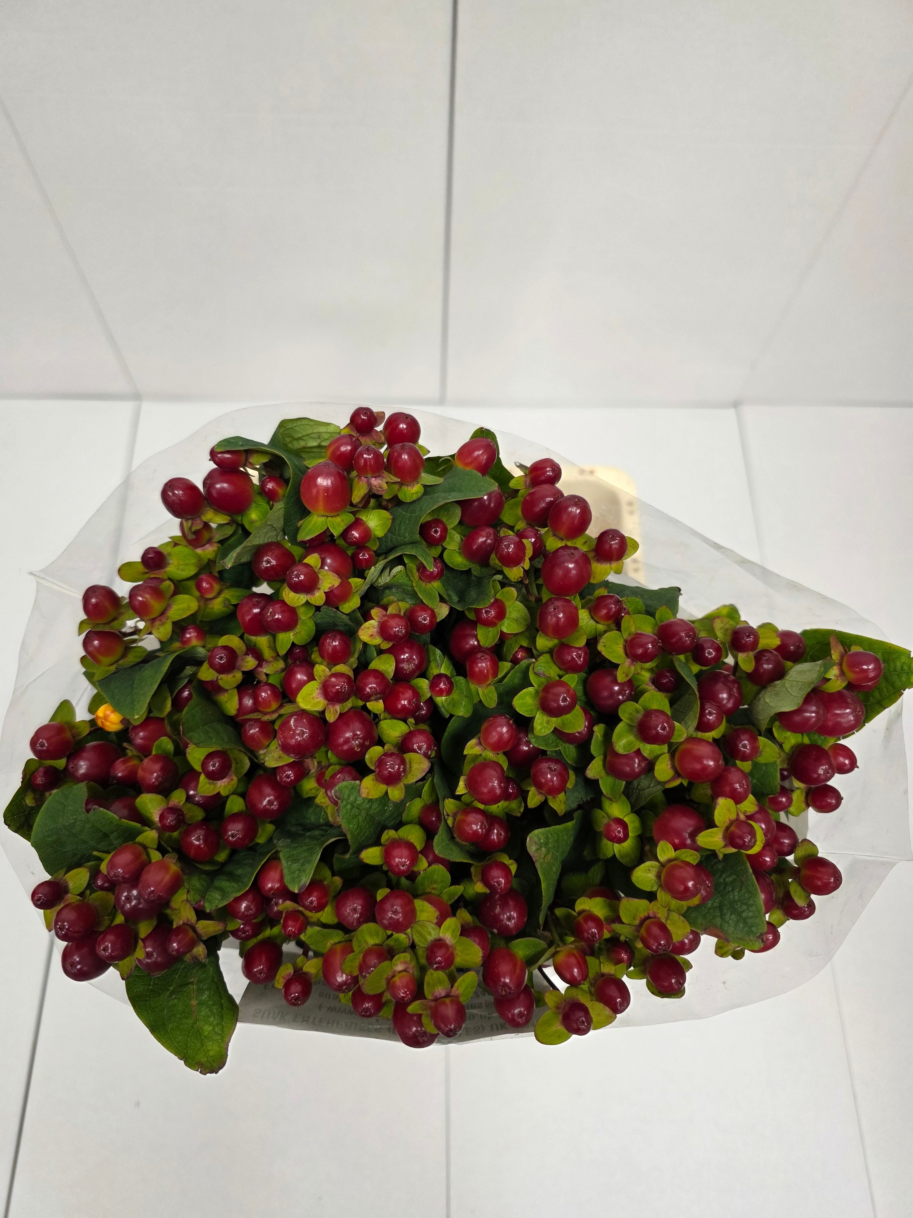 Farm Fresh Hypercium Mag Seasons (Bunch of 25stems, Length 70cm)