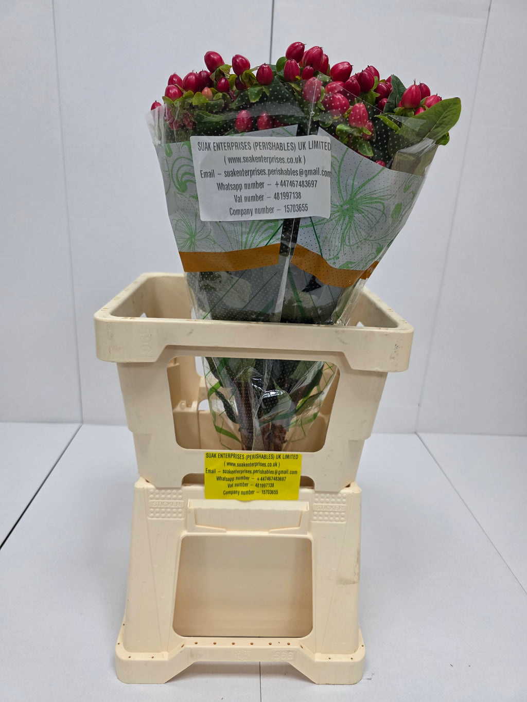 Farm Fresh Hypercium Mag Triumph(Bunch of 25stems, Length 60cm)