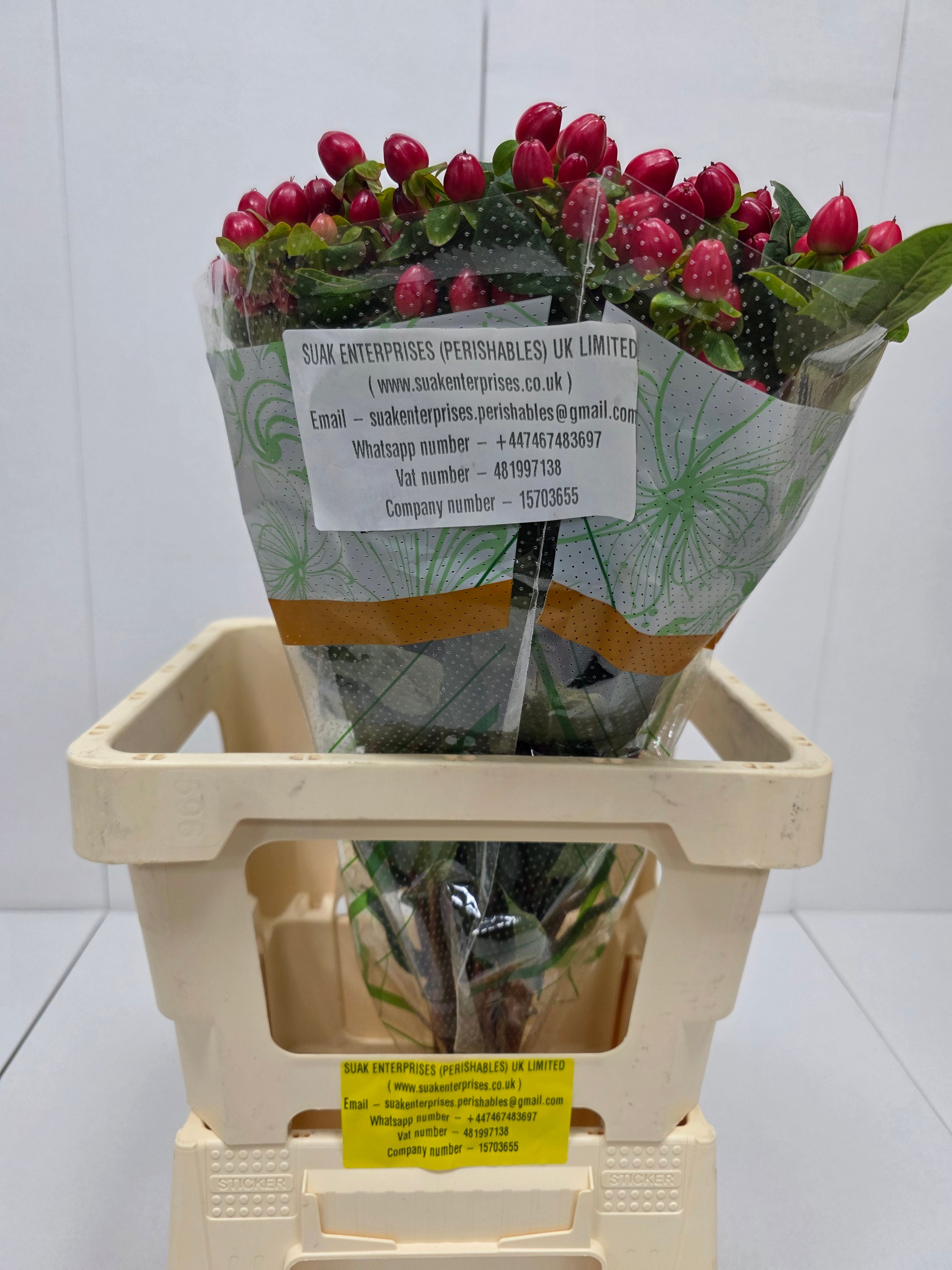 Farm Fresh Hypercium Mag Triumph(Bunch of 25stems, Length 60cm)