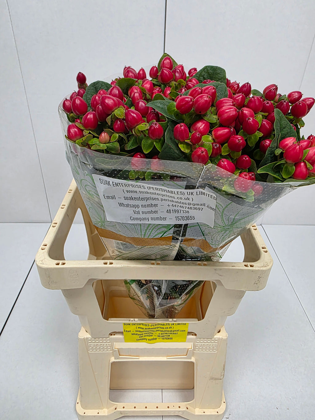 Farm Fresh Hypercium Mag Triumph(Bunch of 25stems, Length 60cm)