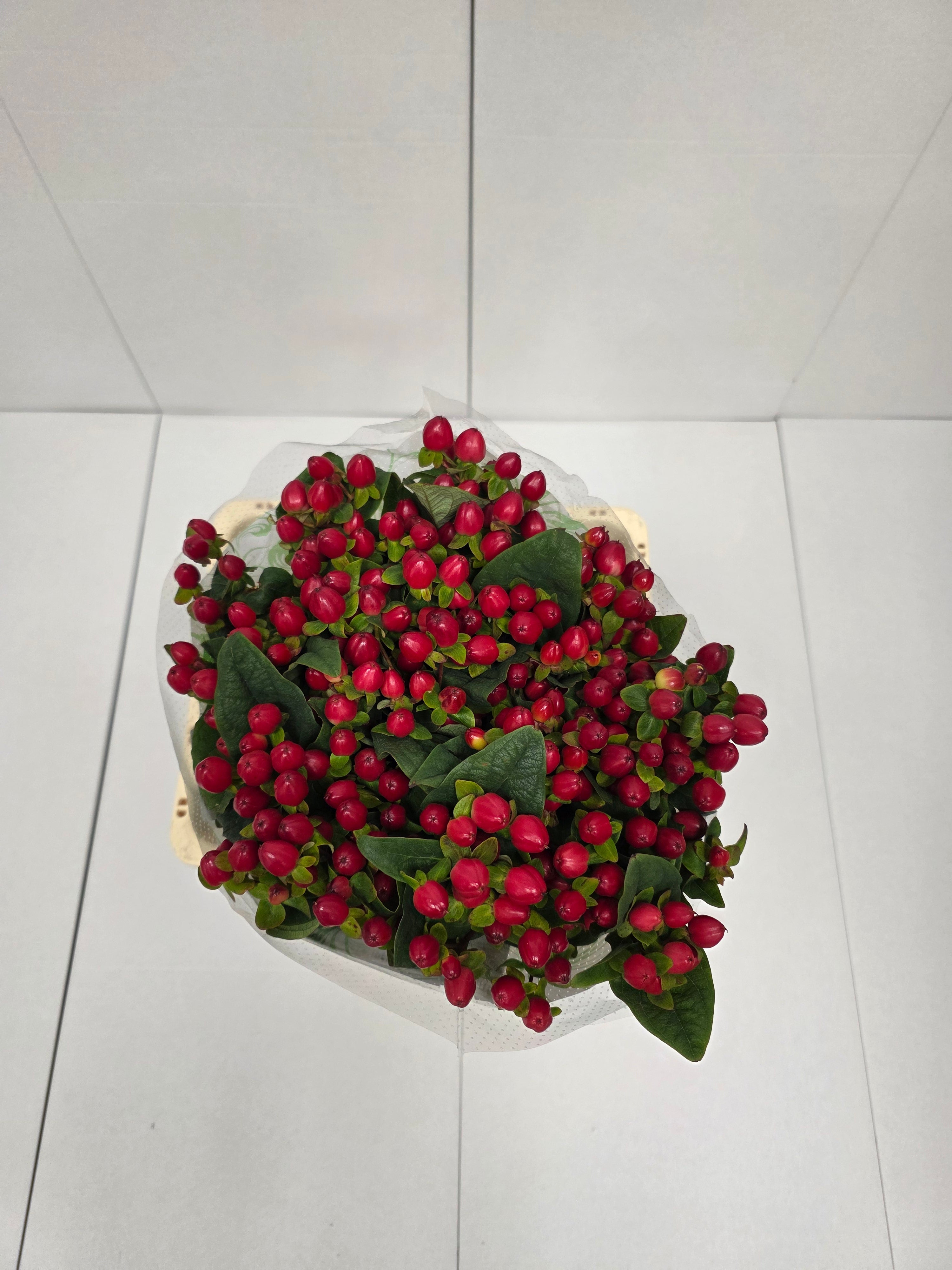 Farm Fresh Hypercium Mag Triumph(Bunch of 25stems, Length 60cm)