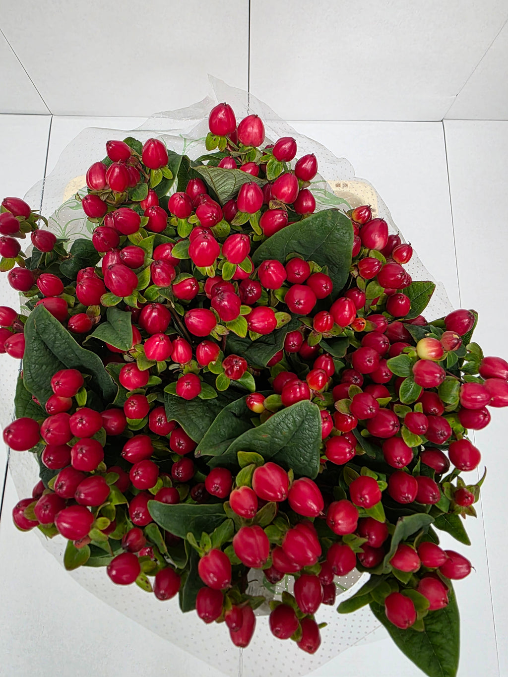 Farm Fresh Hypercium Mag Triumph(Bunch of 25stems, Length 60cm)