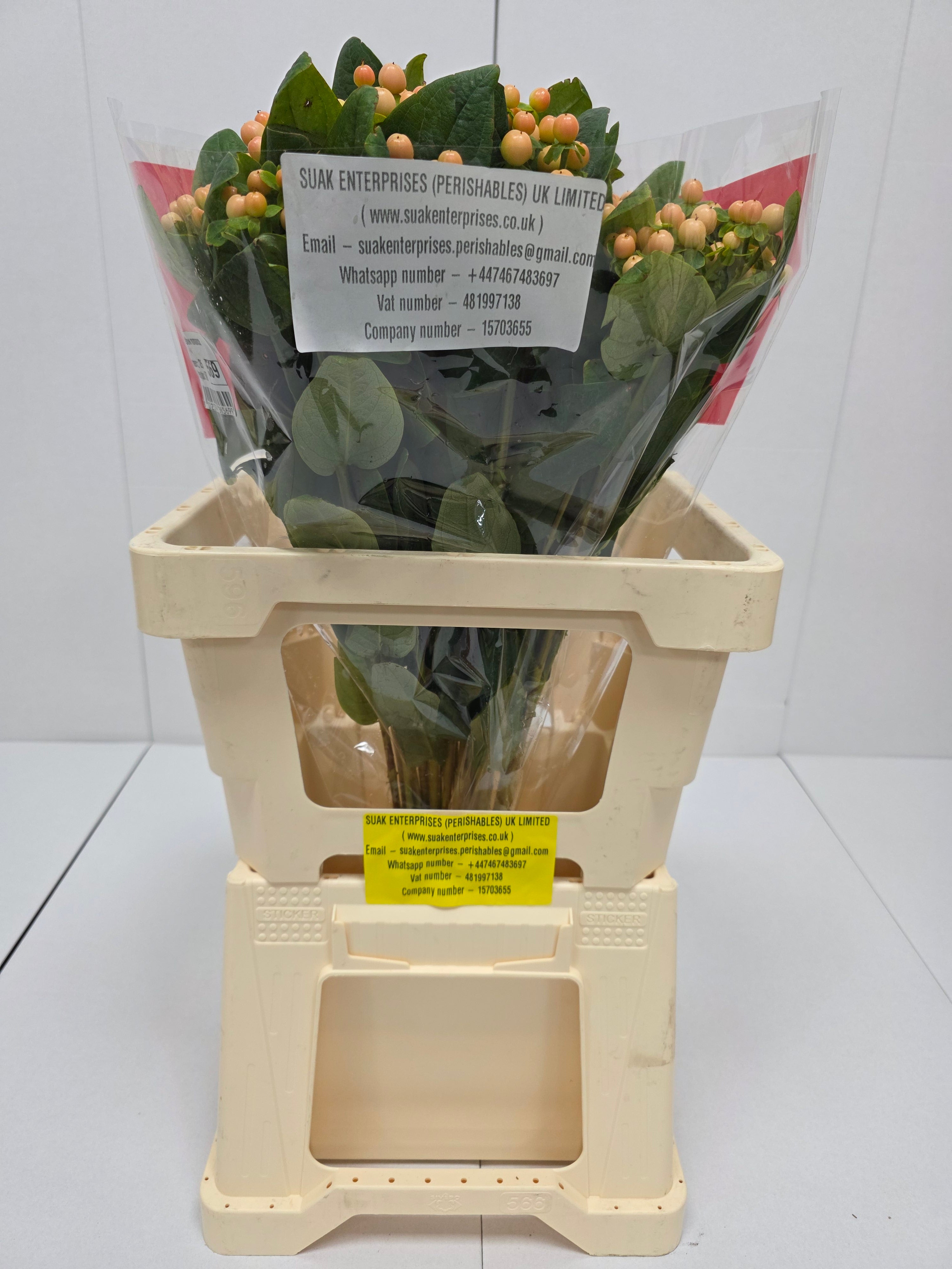 Farm Fresh Hypercium Mellow Romance (Bunch of 25stems, Length 60cm)