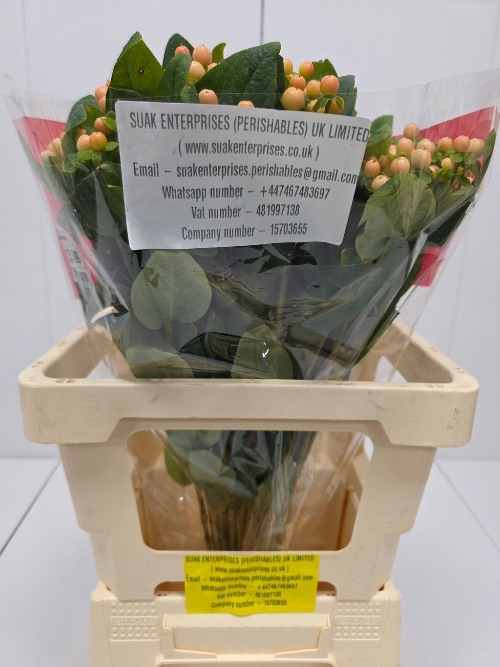 Farm Fresh Hypercium Mellow Romance (Bunch of 25stems, Length 60cm)