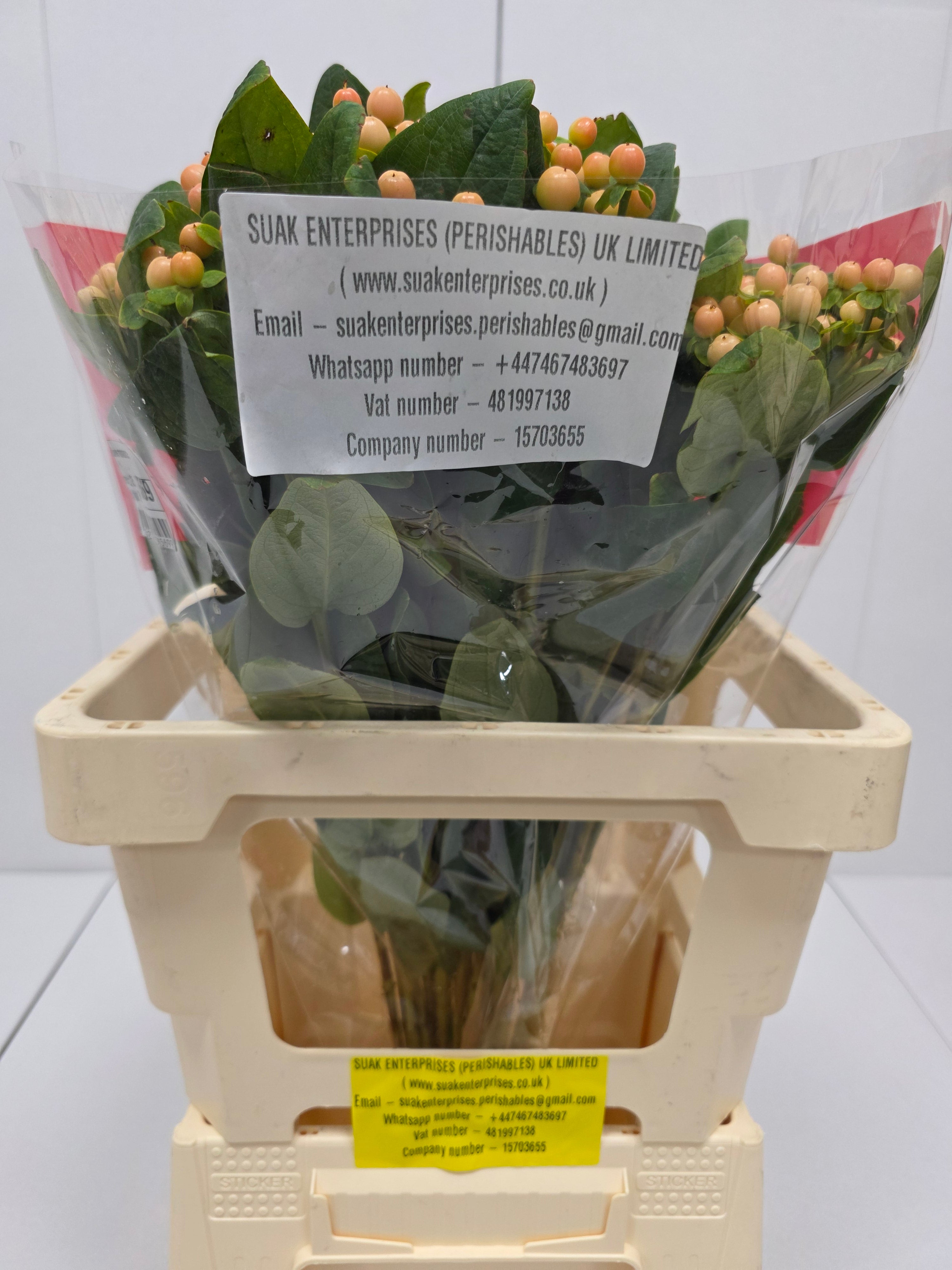 Farm Fresh Hypercium Mellow Romance (Bunch of 25stems, Length 60cm)