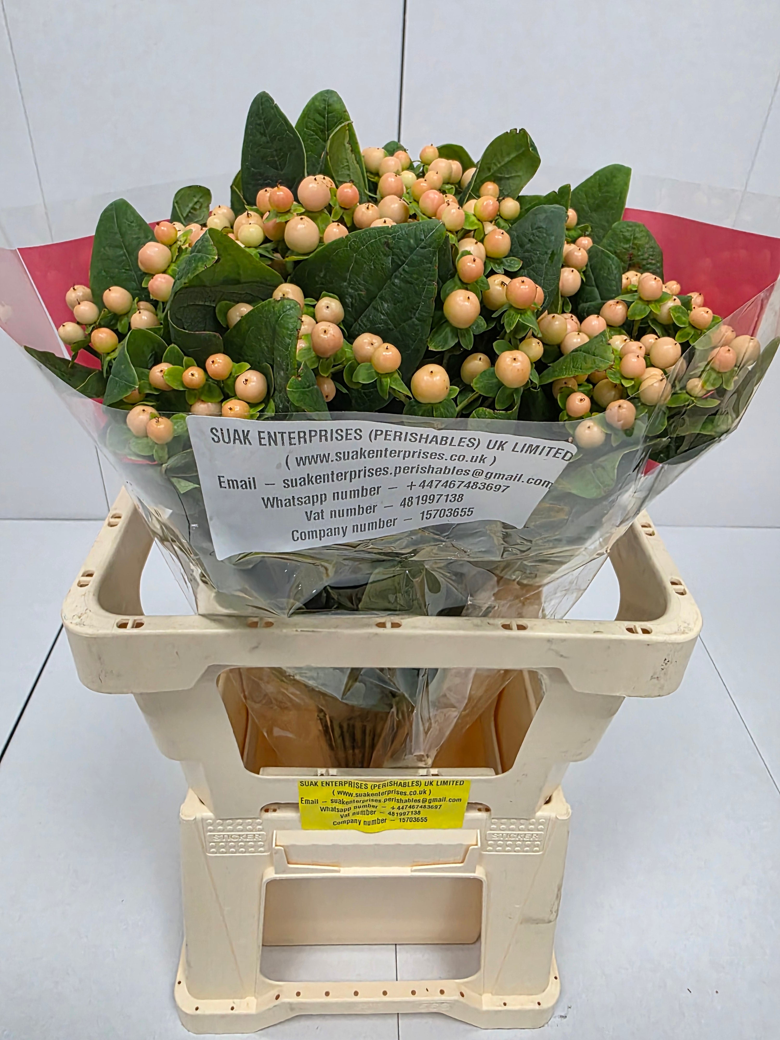 Farm Fresh Hypercium Mellow Romance (Bunch of 25stems, Length 60cm)