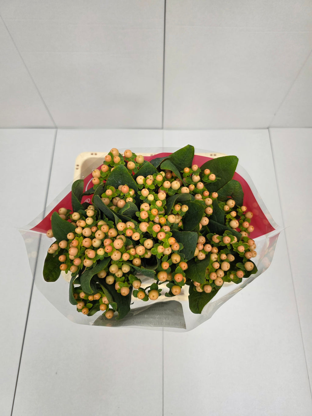 Farm Fresh Hypercium Mellow Romance (Bunch of 25stems, Length 60cm)