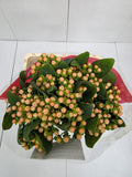 Farm Fresh Hypercium Mellow Romance (Bunch of 25stems, Length 60cm)
