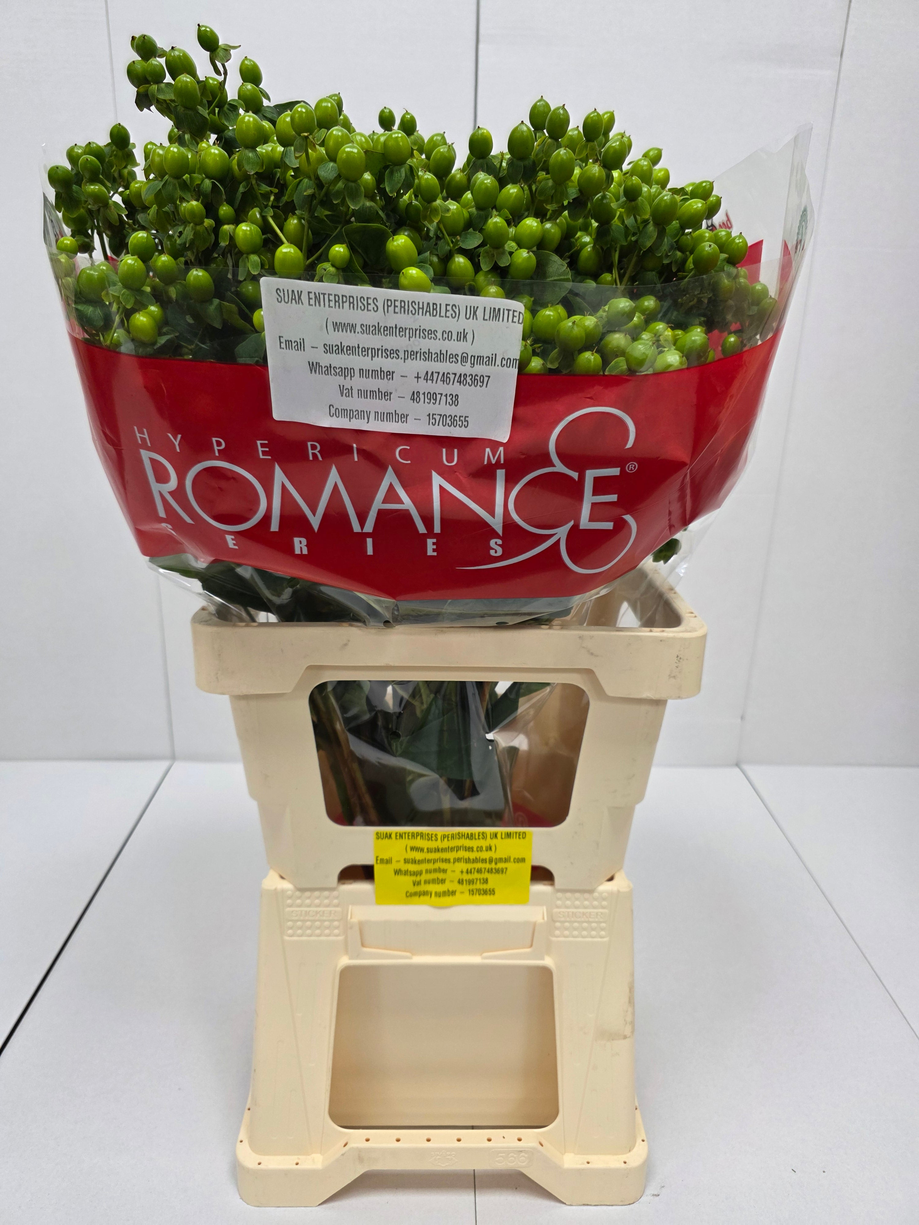 Farm Fresh Hypercium Spray Jungle Romance 70cm(Bunch of 25stems, Length 70cm)