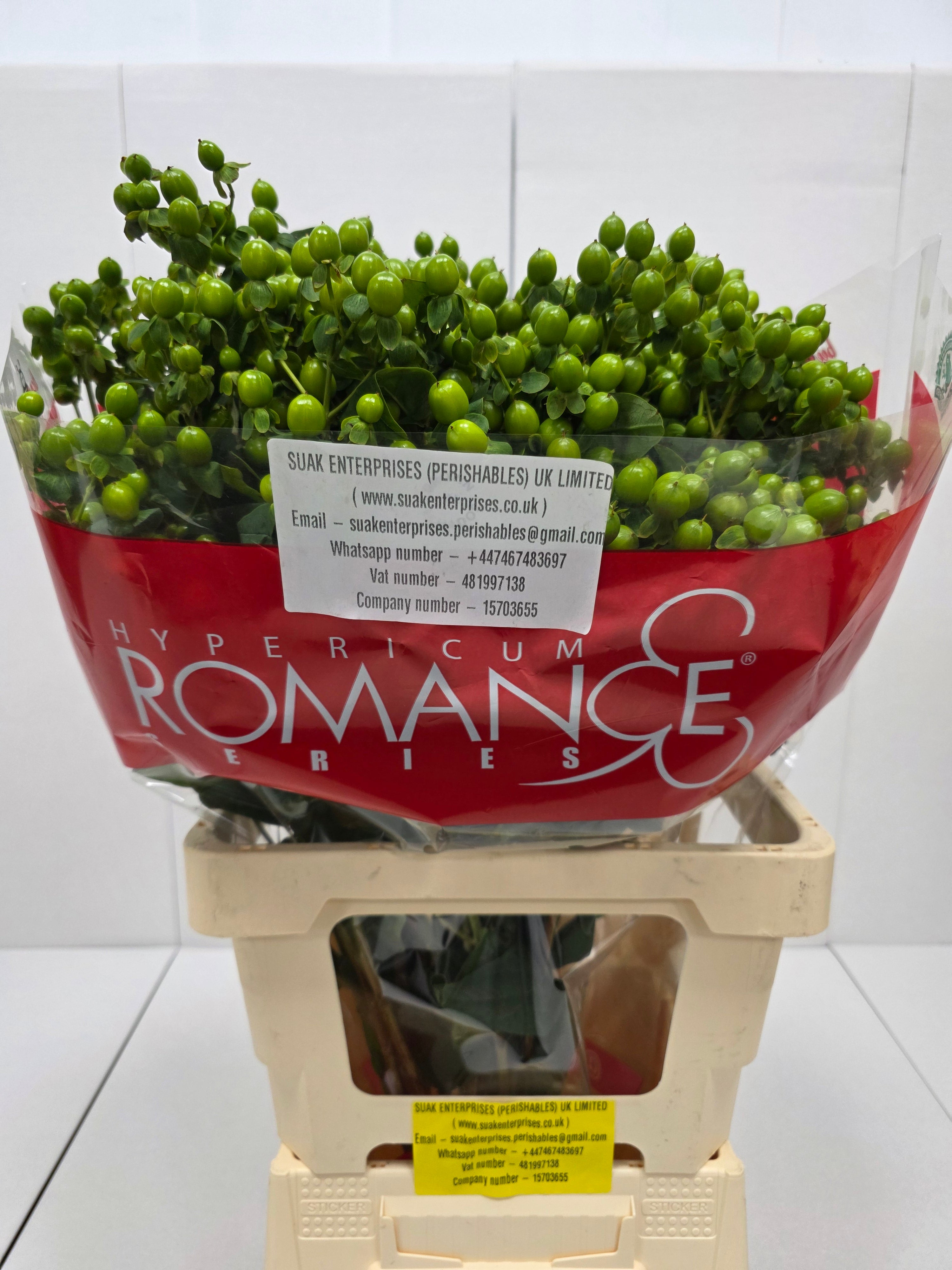 Farm Fresh Hypercium Spray Jungle Romance 70cm(Bunch of 25stems, Length 70cm)