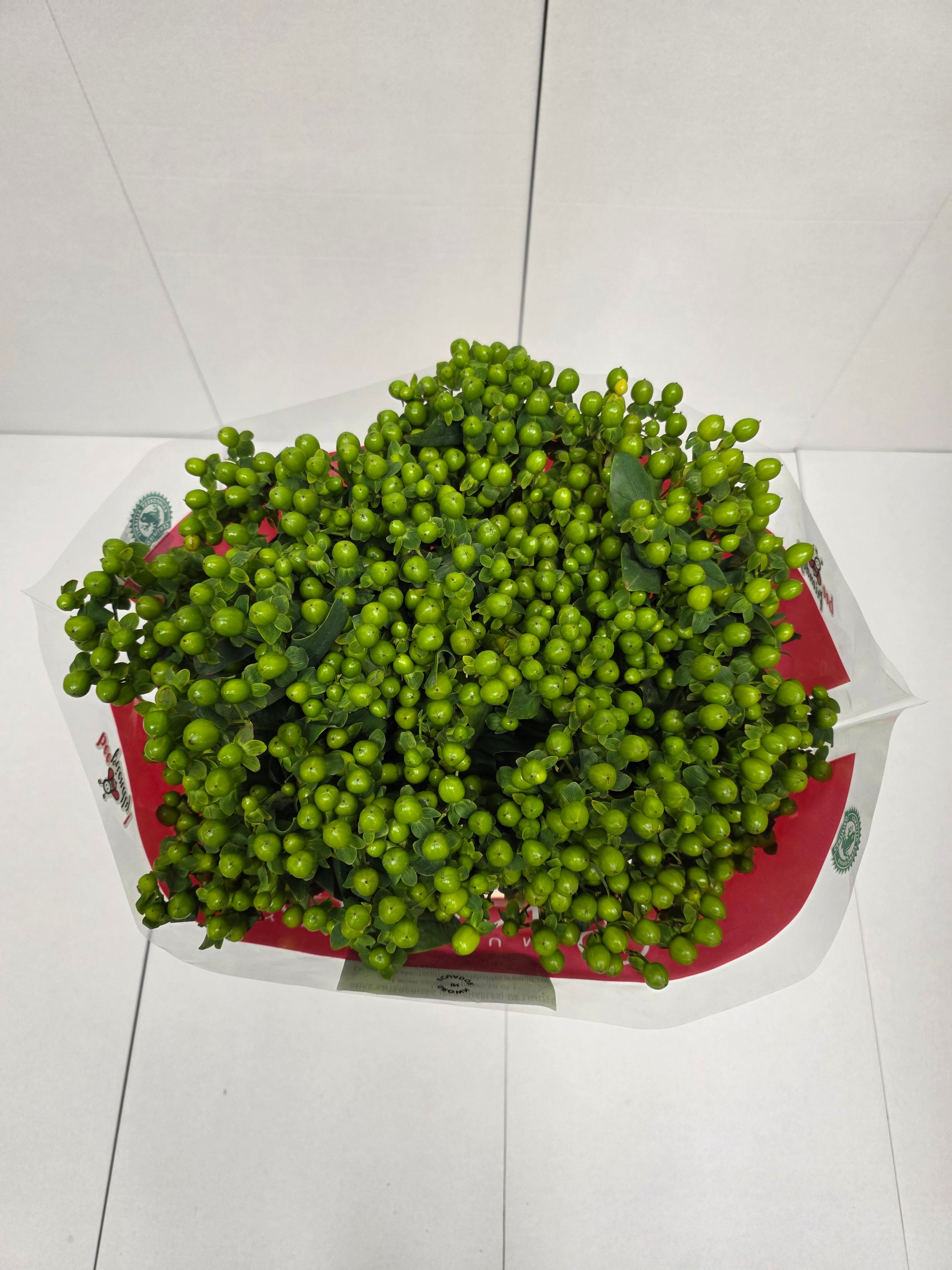 Farm Fresh Hypercium Spray Jungle Romance 70cm(Bunch of 25stems, Length 70cm)