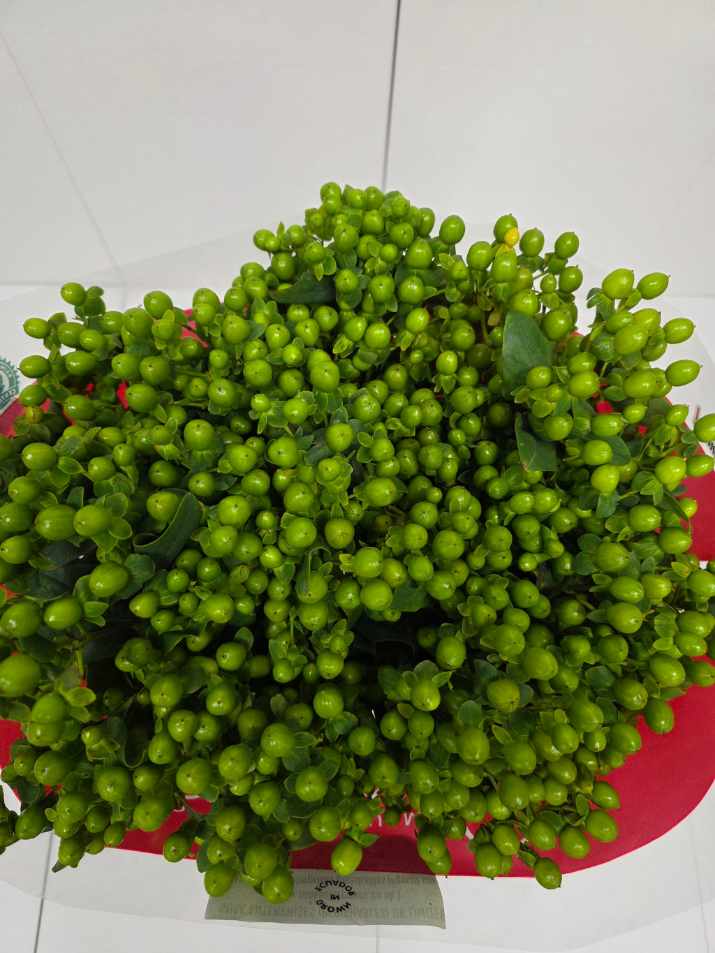 Farm Fresh Hypercium Spray Jungle Romance 70cm(Bunch of 25stems, Length 70cm)