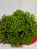 Farm Fresh Hypercium Spray Jungle Romance 70cm(Bunch of 25stems, Length 70cm)