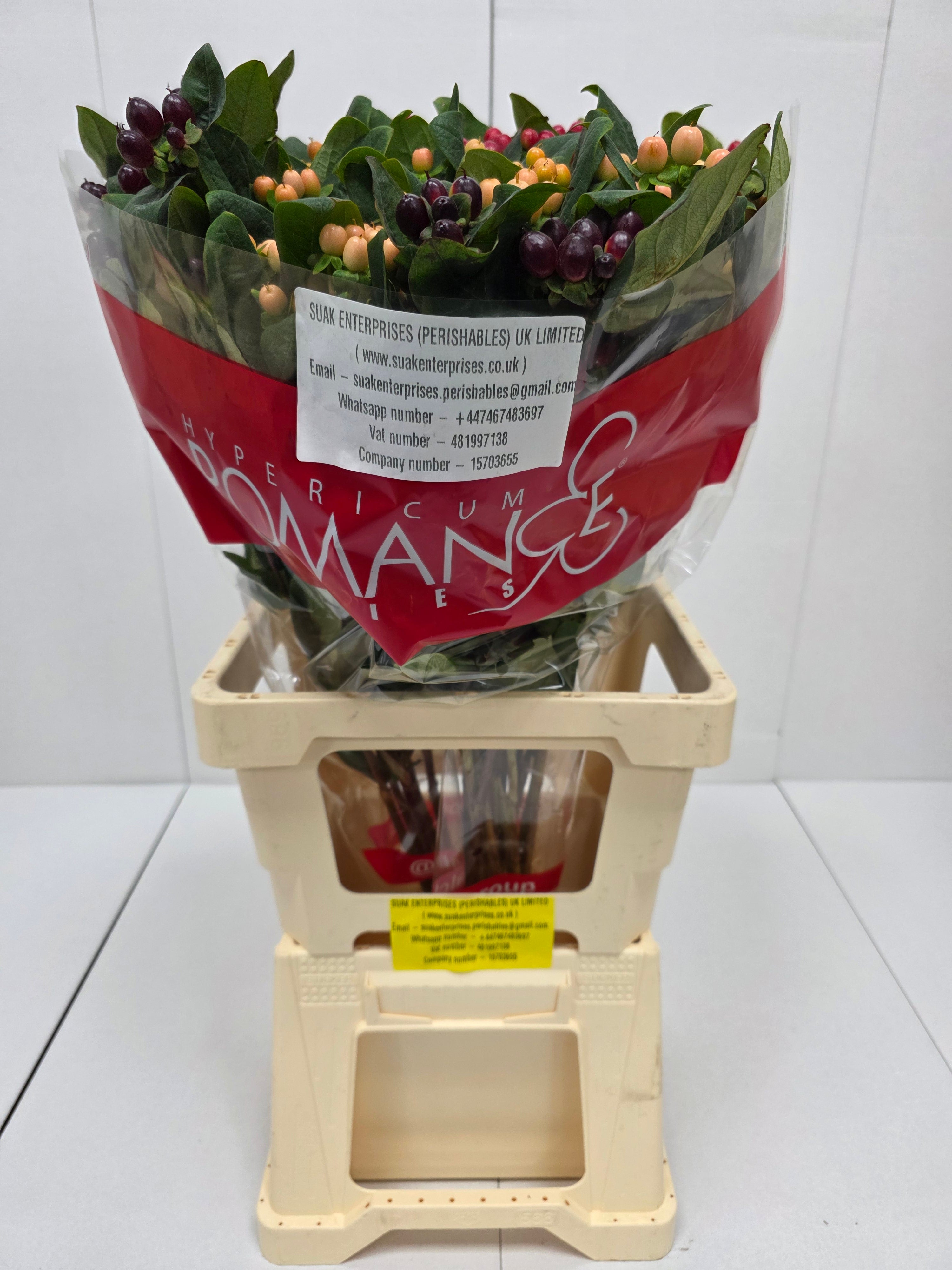 Farm Fresh Hypercium Spray Rainbow 70cm(Bunch of 25stems, Length 70cm)