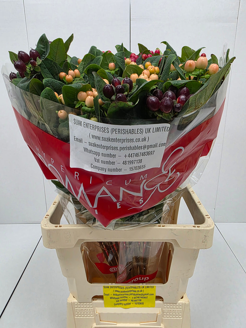 Farm Fresh Hypercium Spray Rainbow 70cm(Bunch of 25stems, Length 70cm)