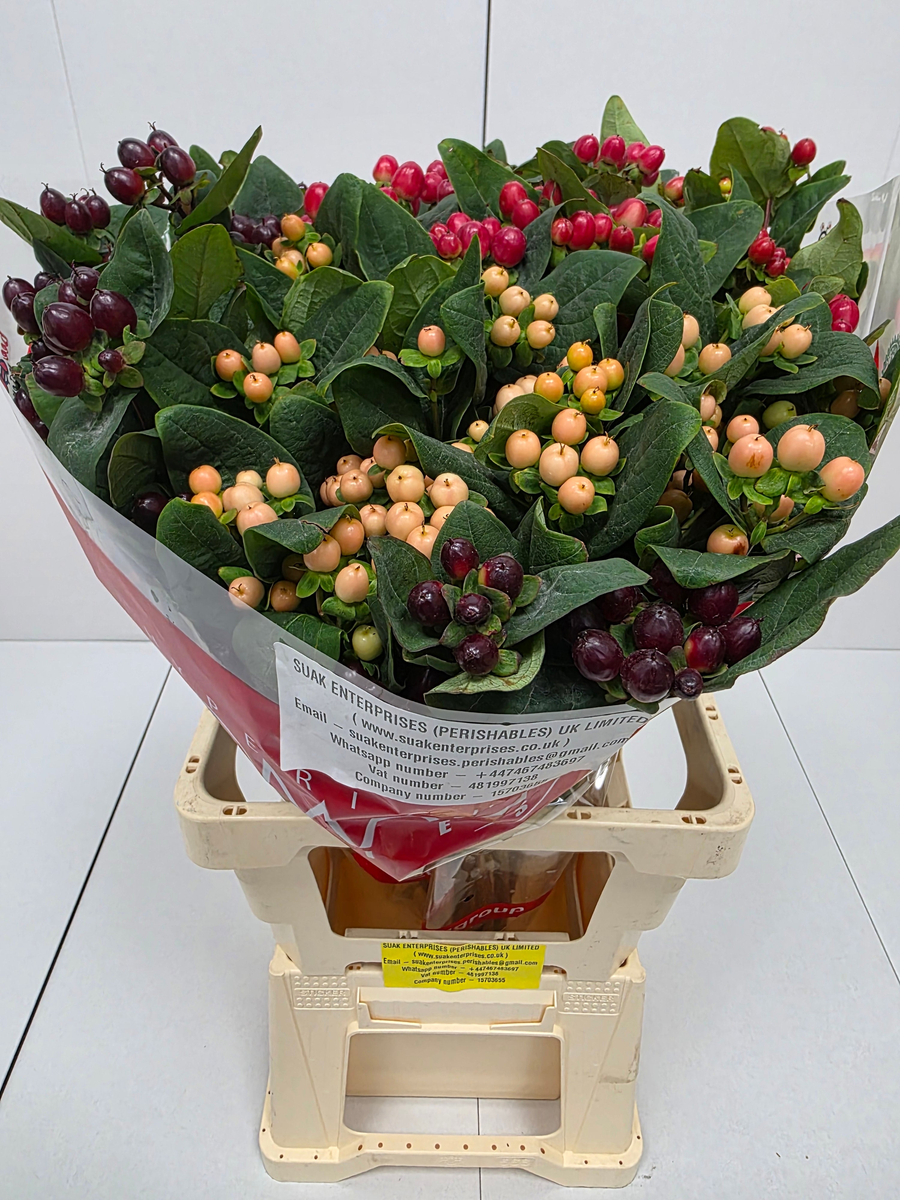 Farm Fresh Hypercium Spray Rainbow 70cm(Bunch of 25stems, Length 70cm)