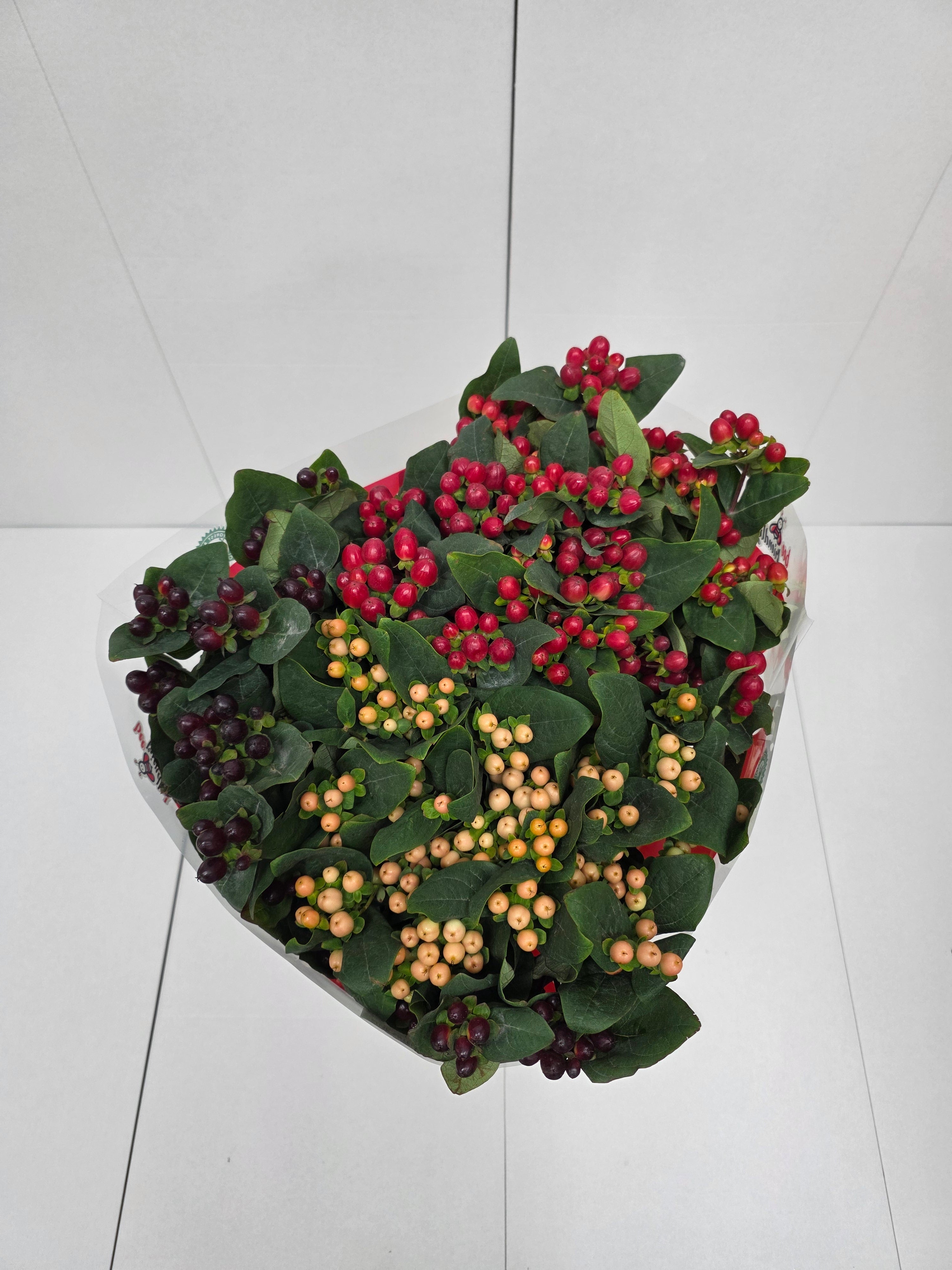 Farm Fresh Hypercium Spray Rainbow 70cm(Bunch of 25stems, Length 70cm)