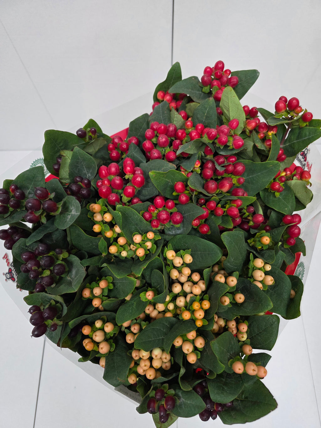 Farm Fresh Hypercium Spray Rainbow 70cm(Bunch of 25stems, Length 70cm)