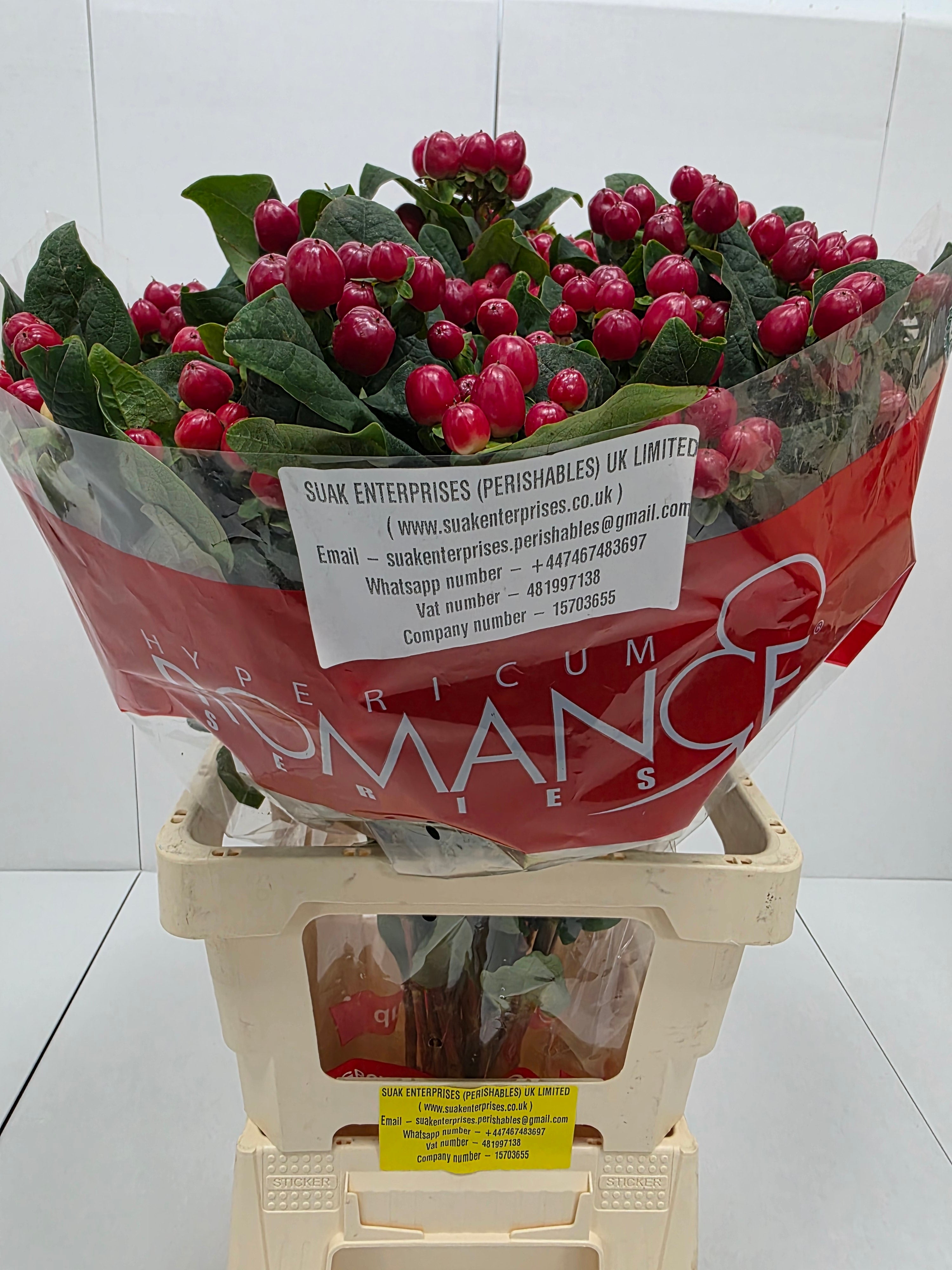 Farm Fresh Hypercium Spray True Romance(Bunch of 25stems, Length 70cm)