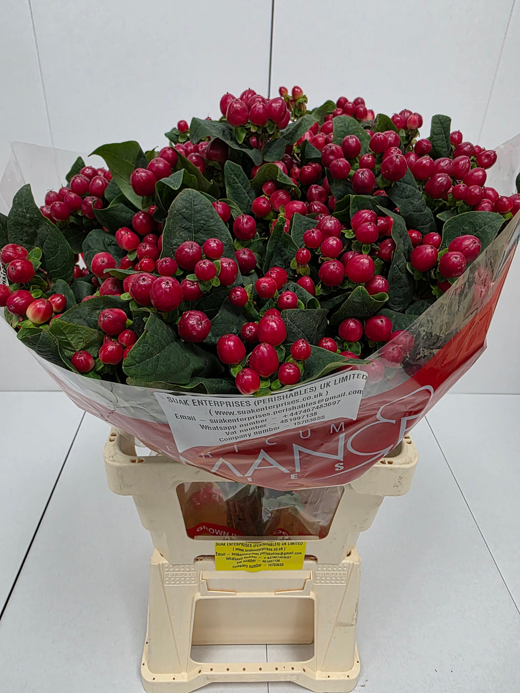 Farm Fresh Hypercium Spray True Romance(Bunch of 25stems, Length 70cm)