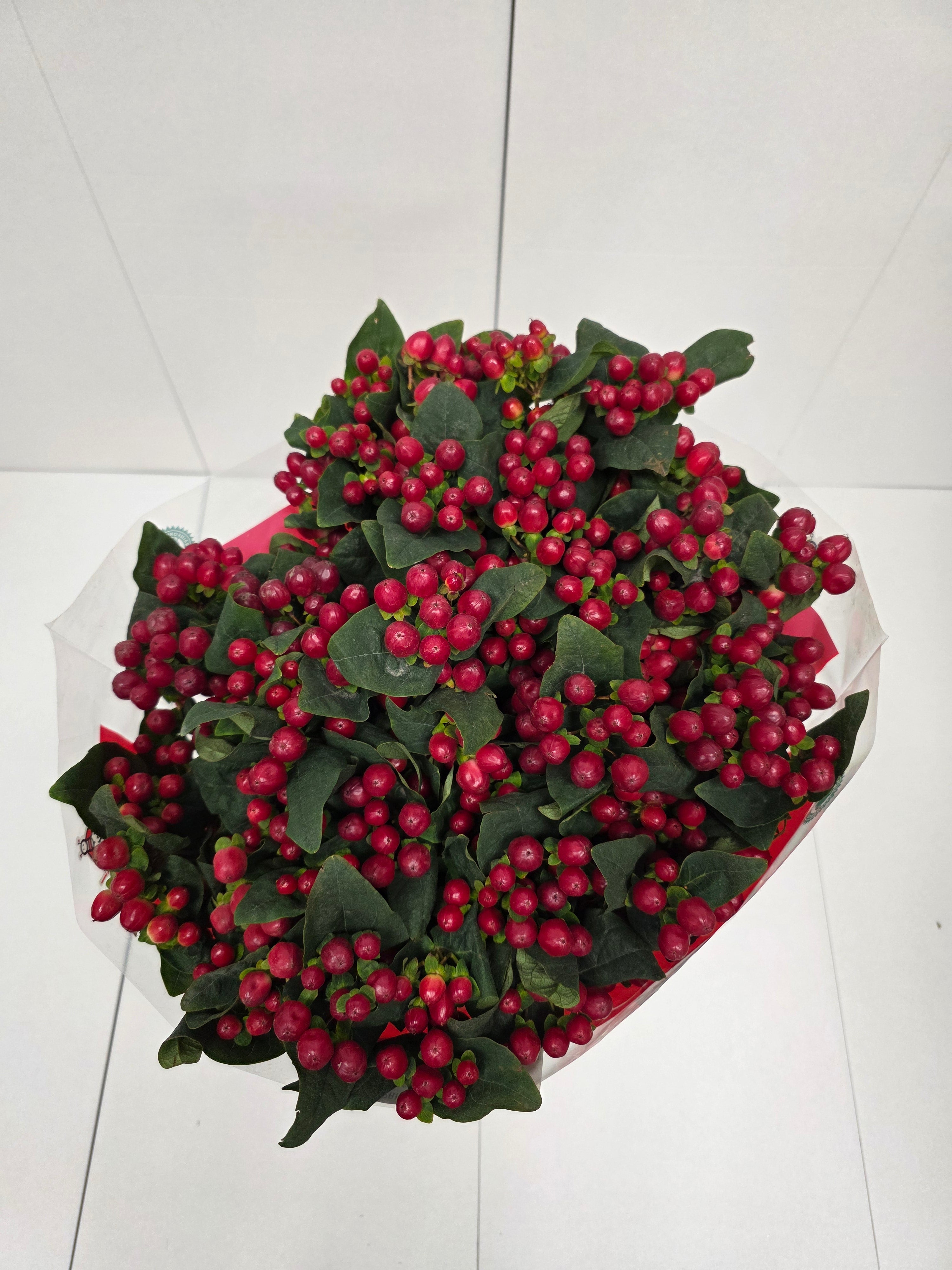Farm Fresh Hypercium Spray True Romance(Bunch of 25stems, Length 70cm)