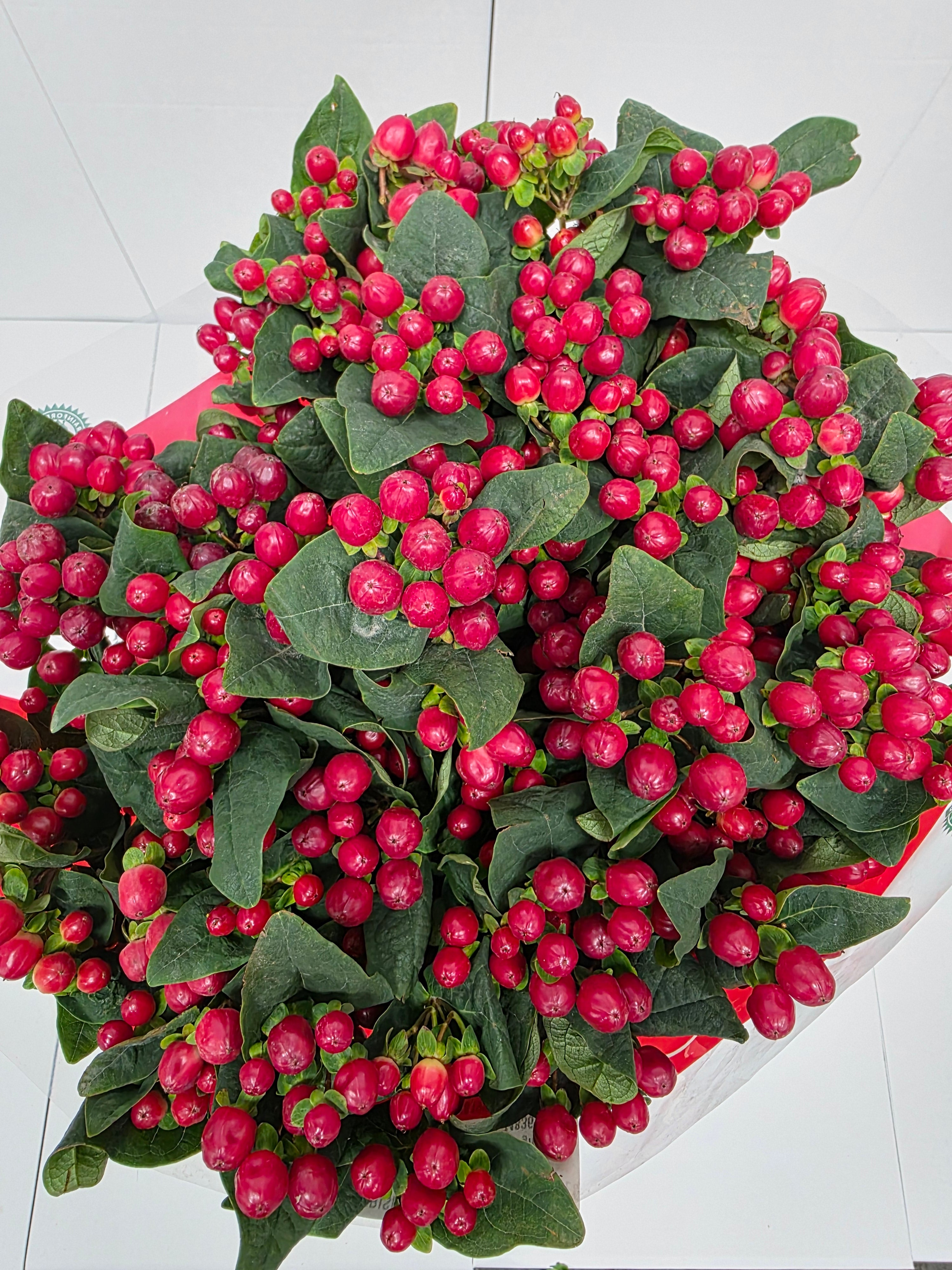 Farm Fresh Hypercium Spray True Romance(Bunch of 25stems, Length 70cm)