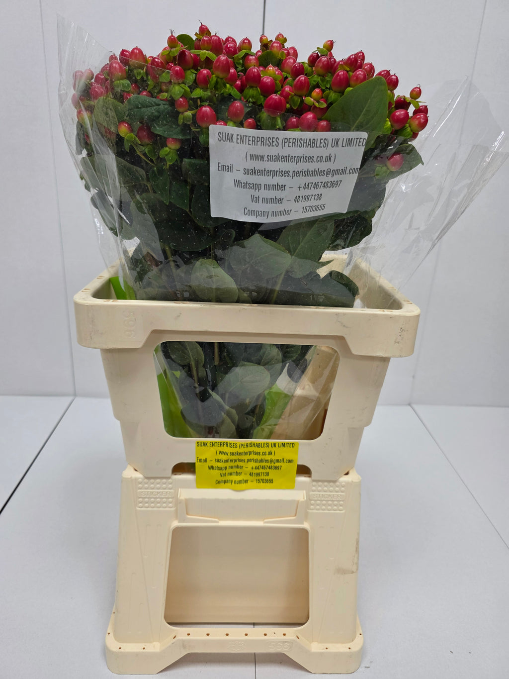 Farm Fresh Hypercium Tomato Flair(Bunch of 25stems, Length 60cm)