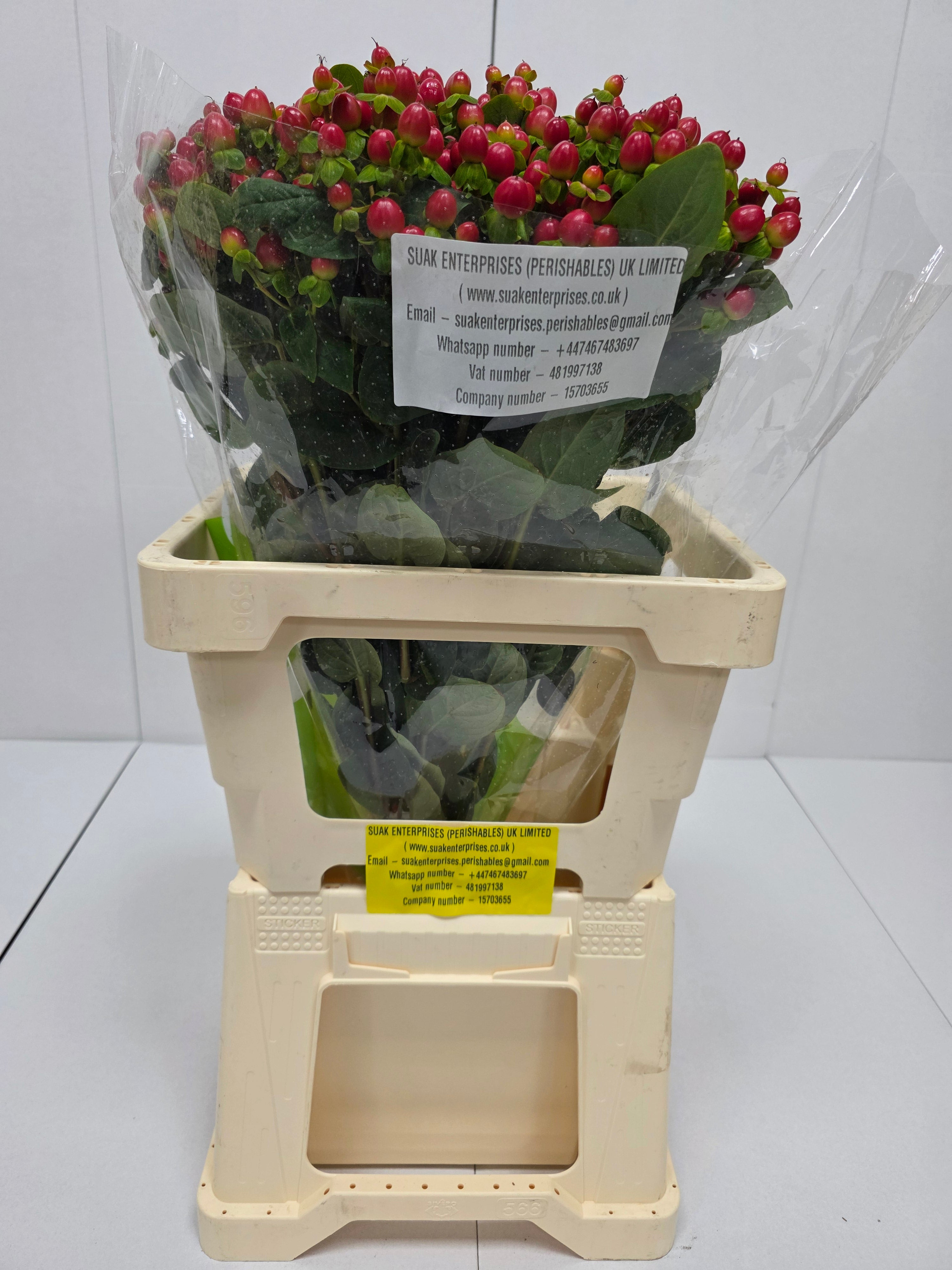 Farm Fresh Hypercium Tomato Flair(Bunch of 25stems, Length 60cm)