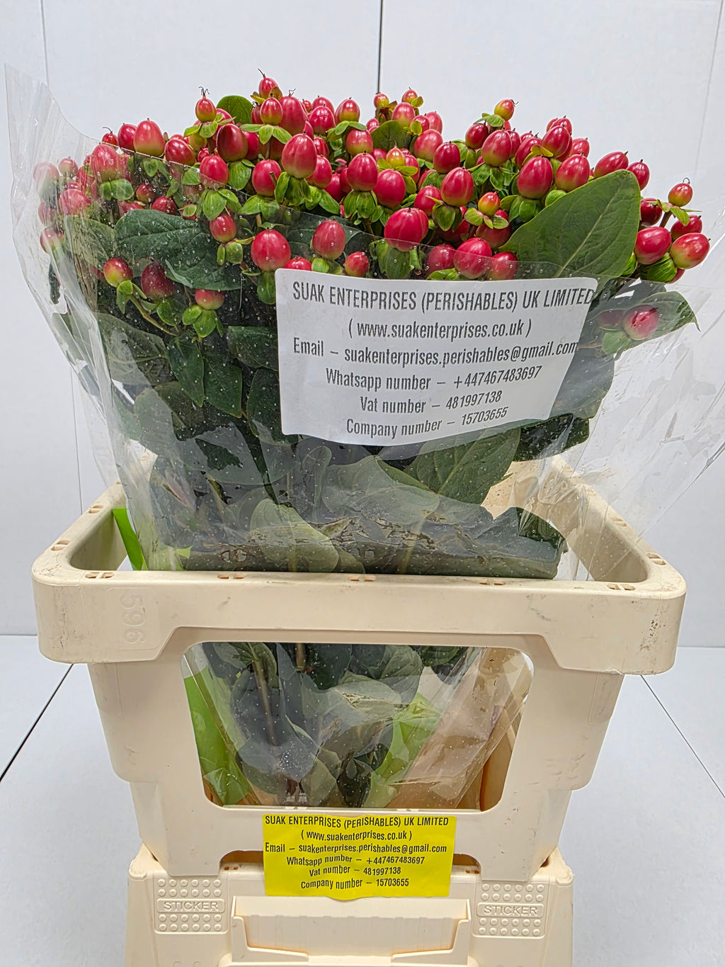 Farm Fresh Hypercium Tomato Flair(Bunch of 25stems, Length 60cm)