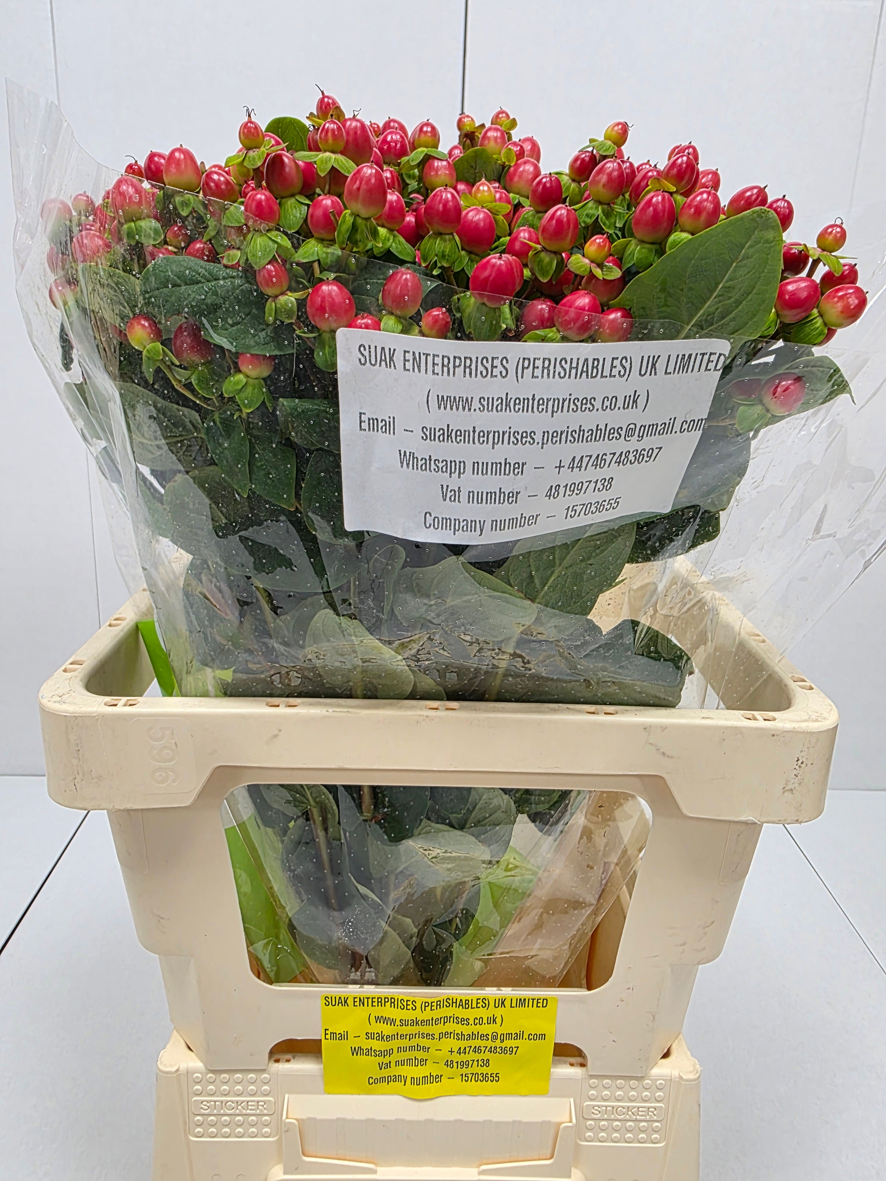 Farm Fresh Hypercium Tomato Flair(Bunch of 25stems, Length 60cm)