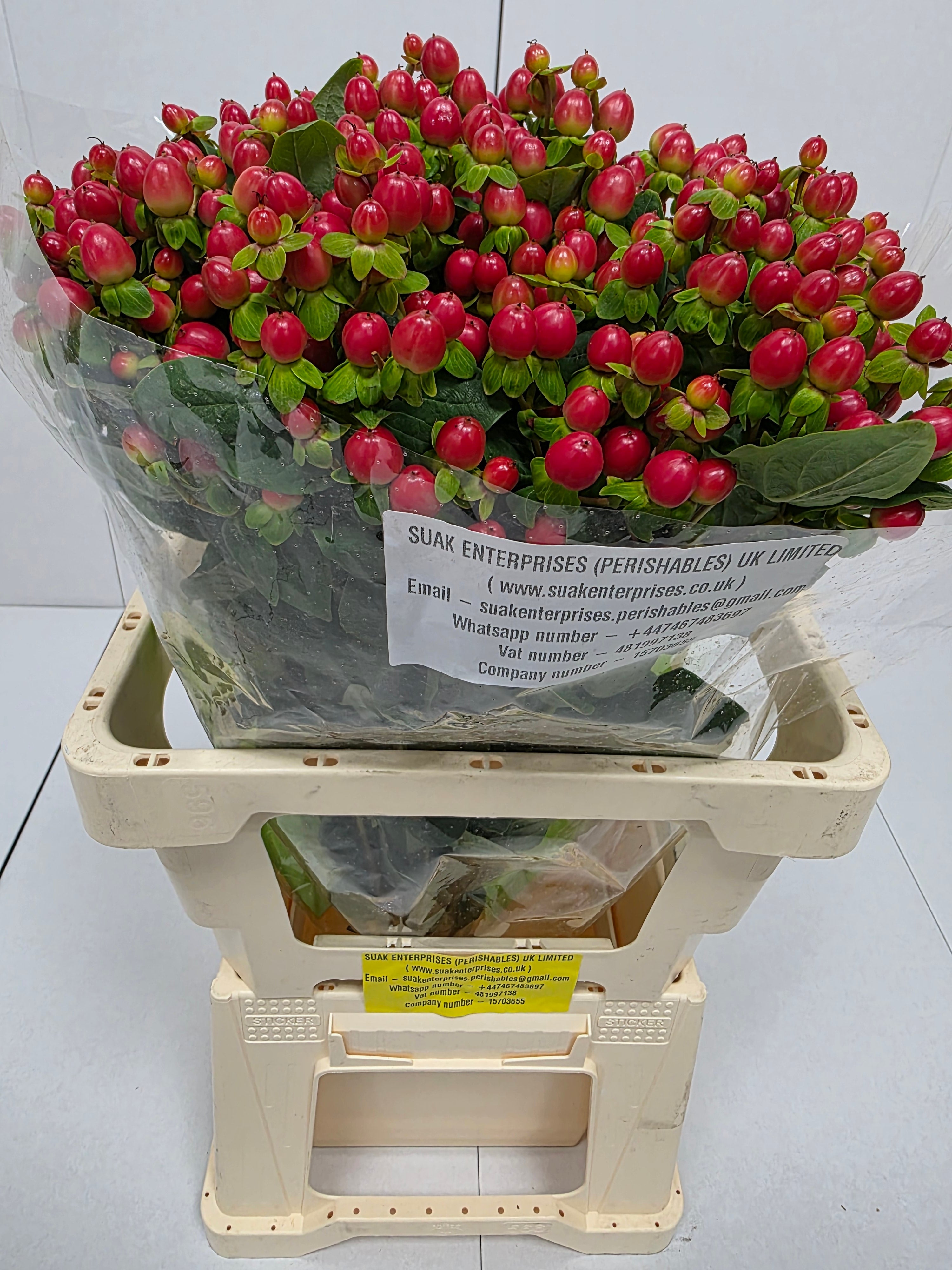 Farm Fresh Hypercium Tomato Flair(Bunch of 25stems, Length 60cm)