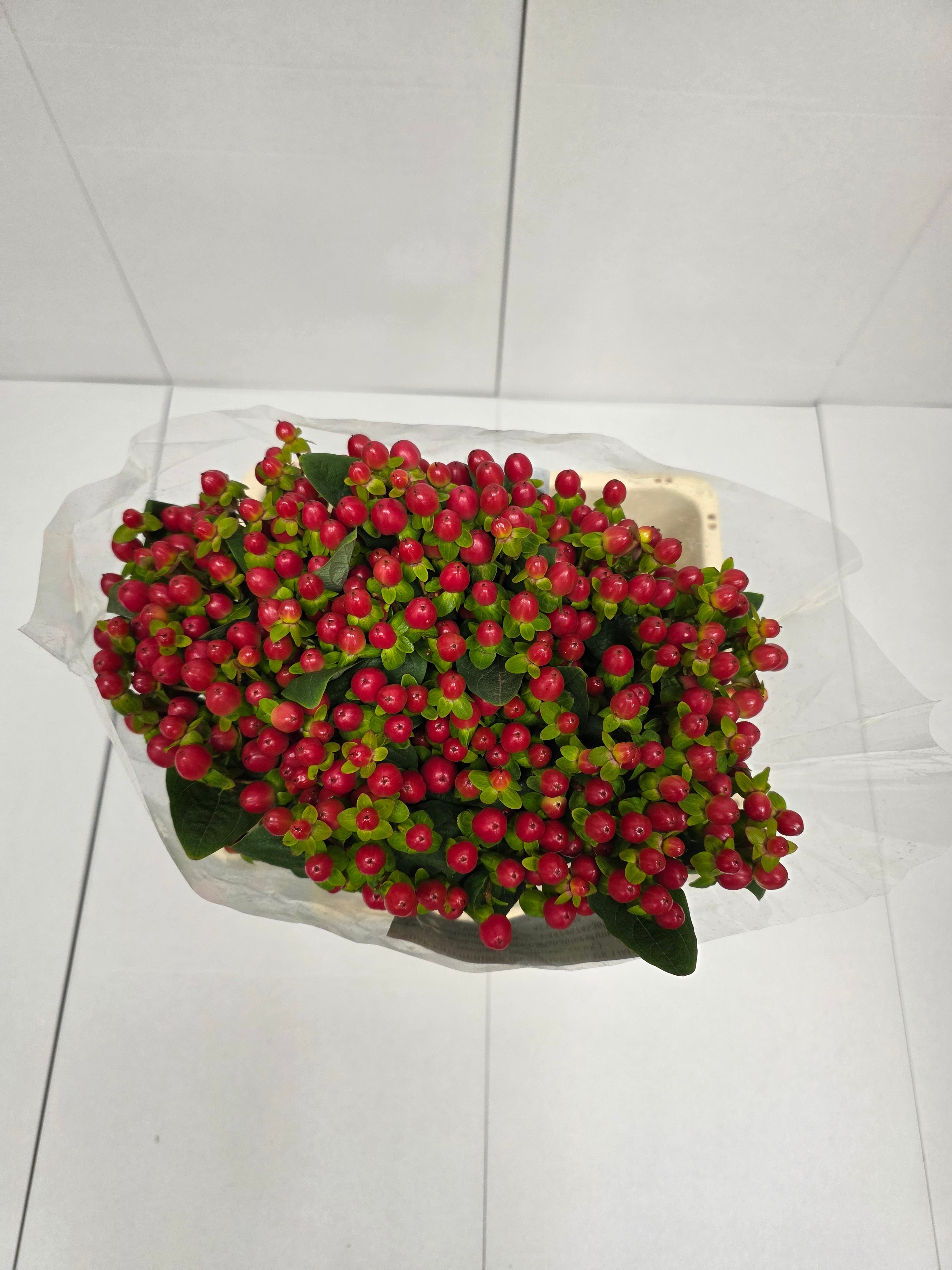 Farm Fresh Hypercium Tomato Flair(Bunch of 25stems, Length 60cm)