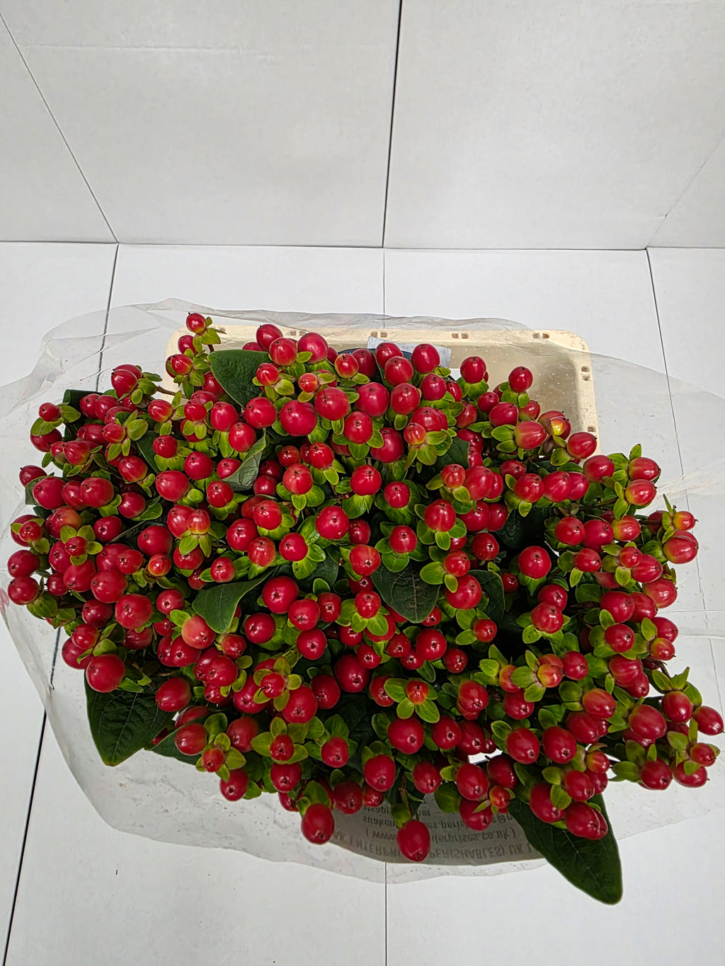 Farm Fresh Hypercium Tomato Flair(Bunch of 25stems, Length 60cm)