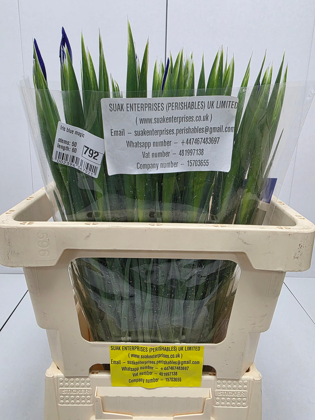 Farm Fresh Iris Blue Magic(Bunch of, 50 stems, Length 60cm)