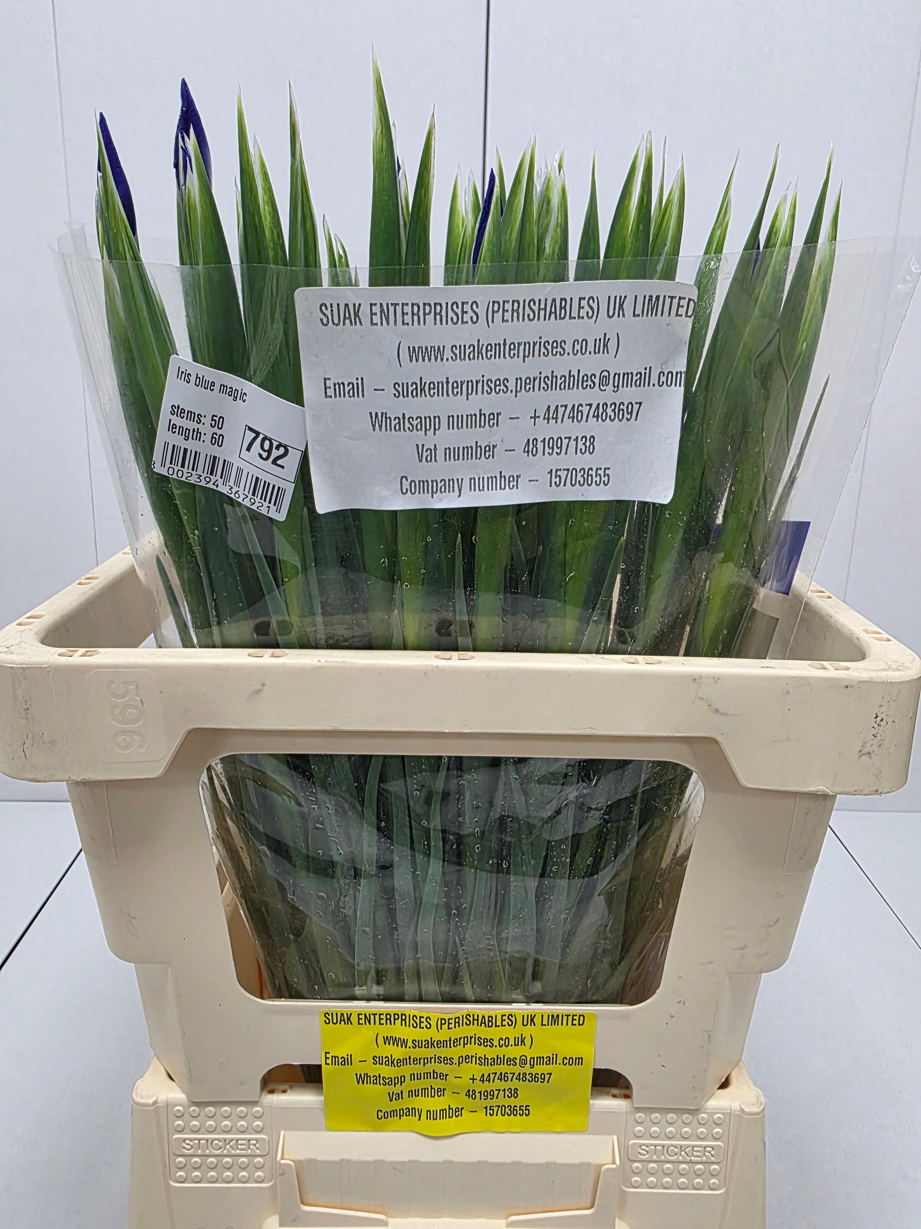 Farm Fresh Iris Blue Magic(Bunch of, 50 stems, Length 60cm)
