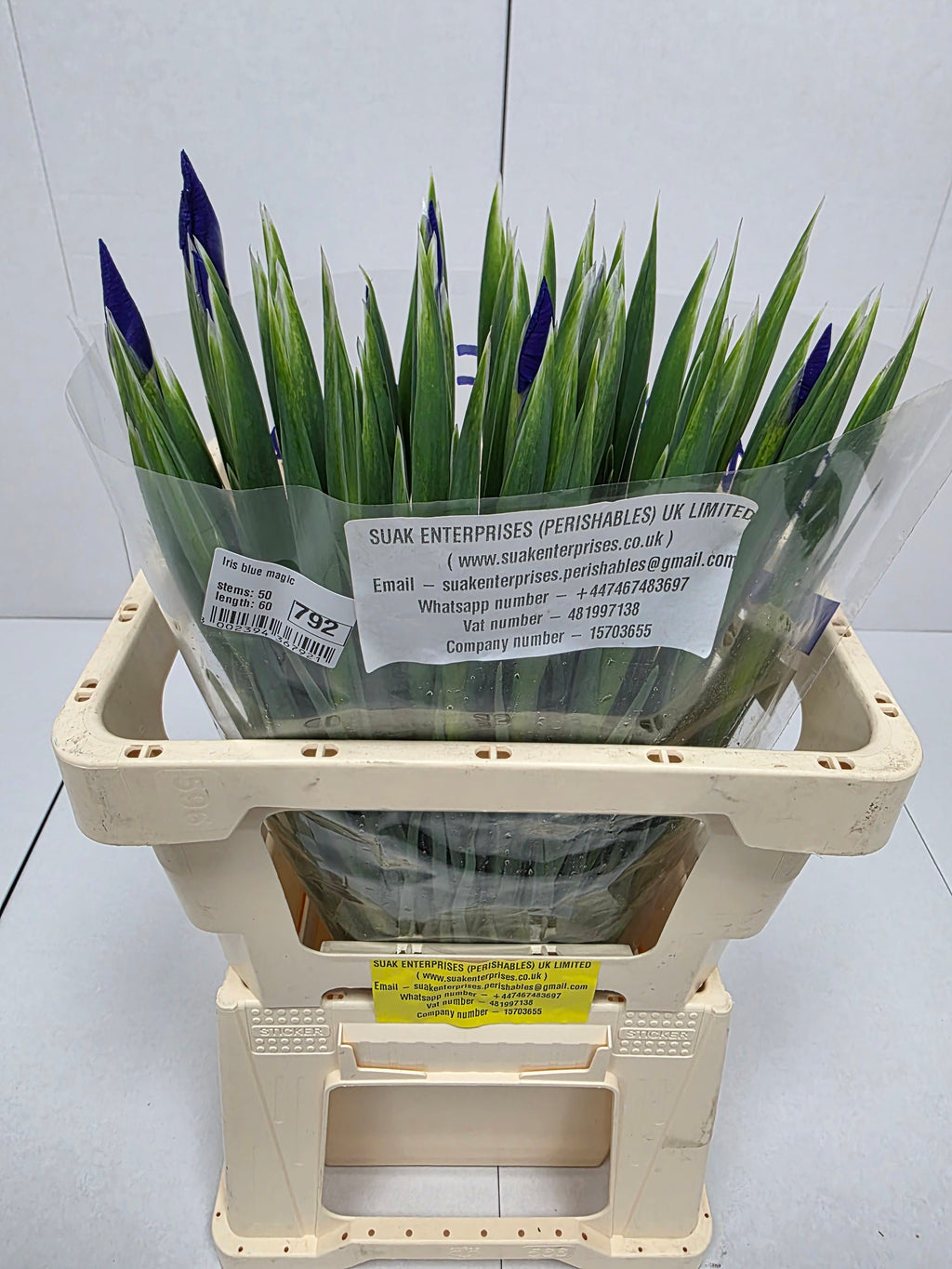 Farm Fresh Iris Blue Magic(Bunch of, 50 stems, Length 60cm)